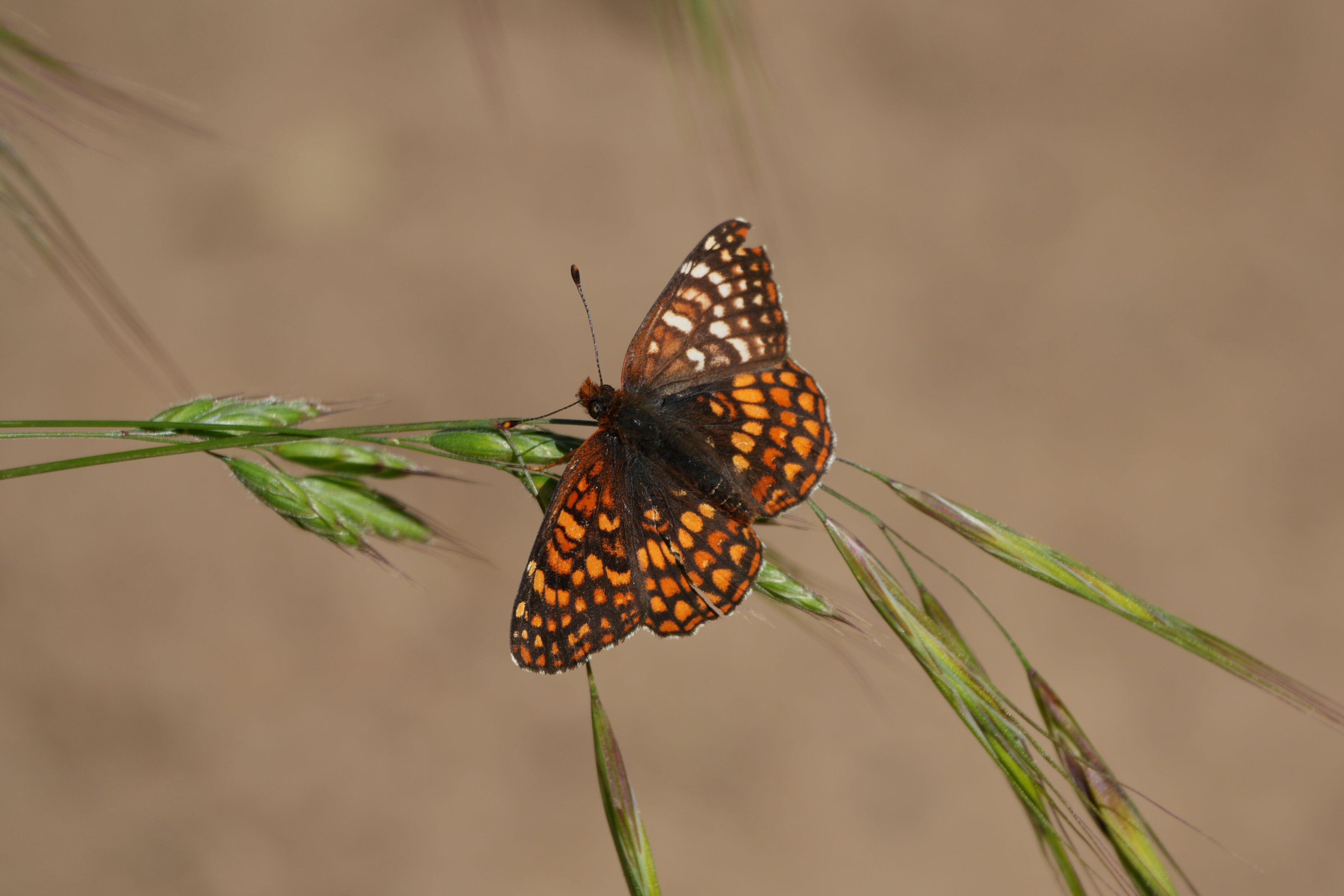 Tilden Regional Park