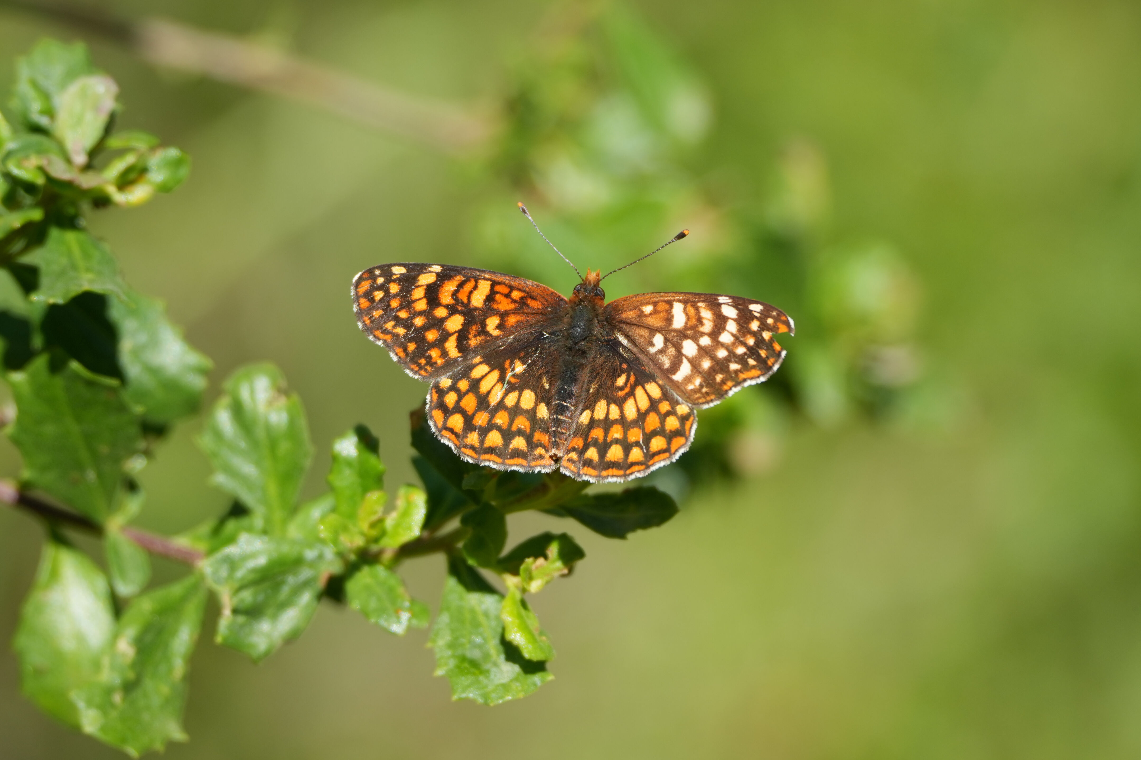 Tilden Regional Park