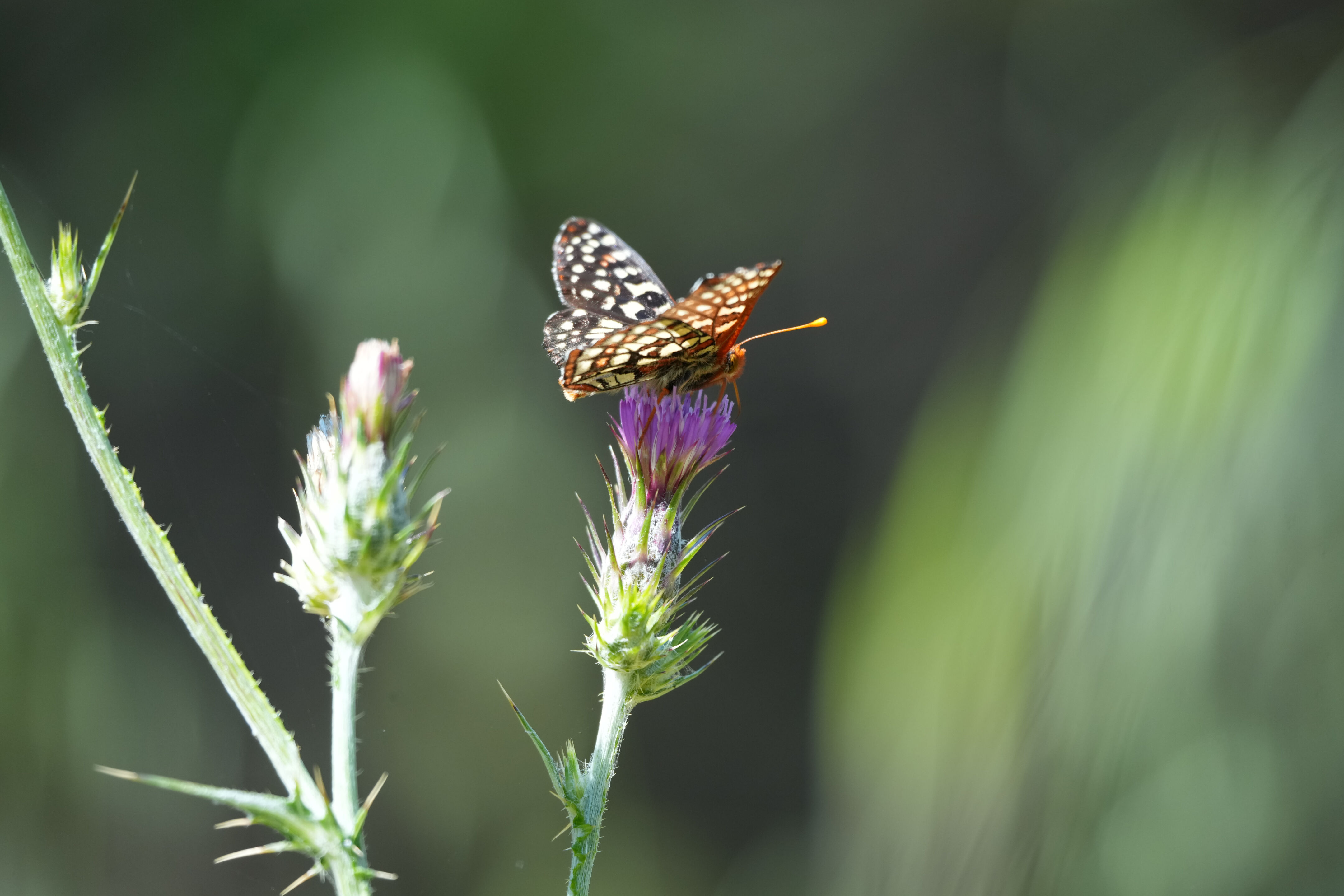 Tilden Regional Park