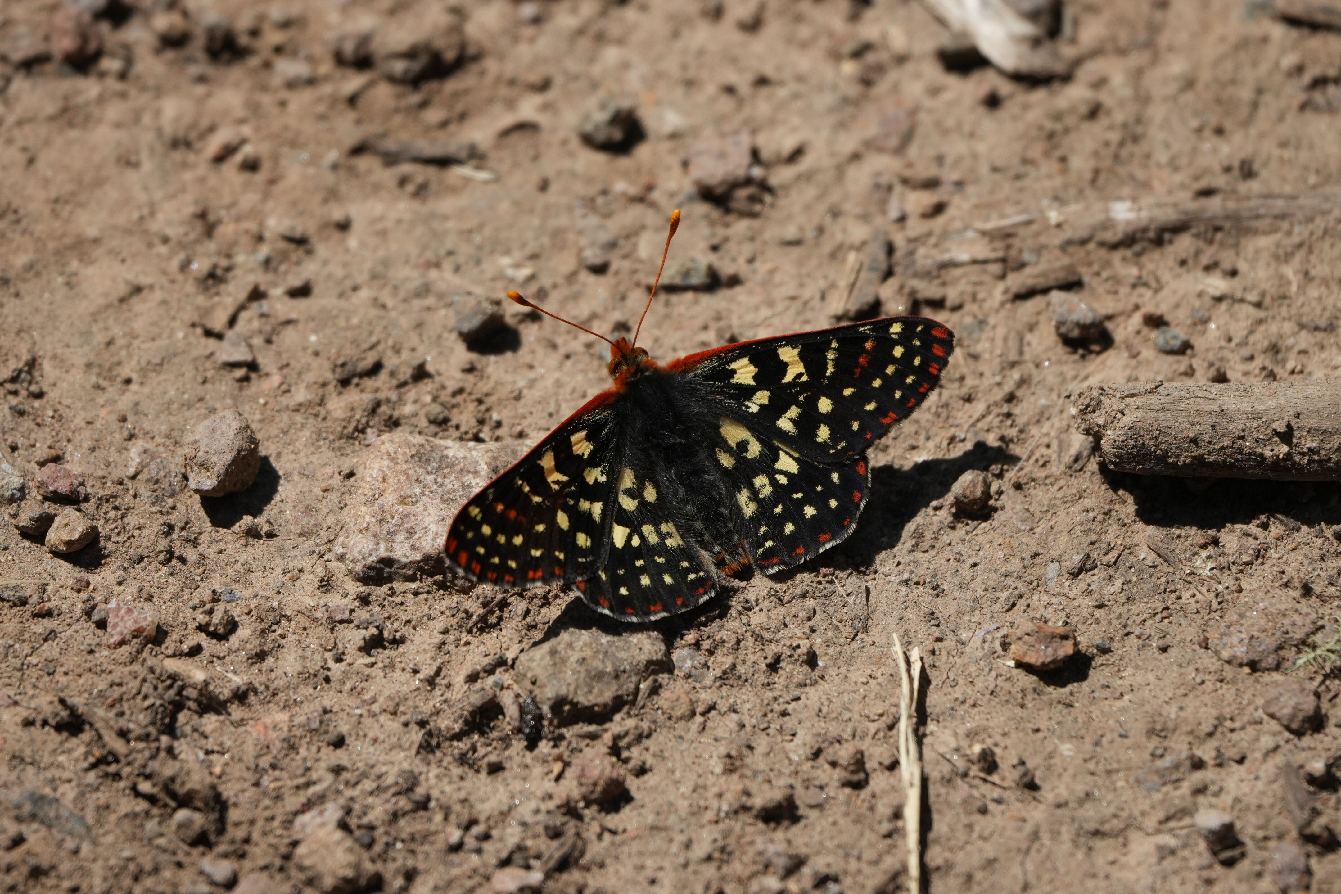 Tilden Regional Park