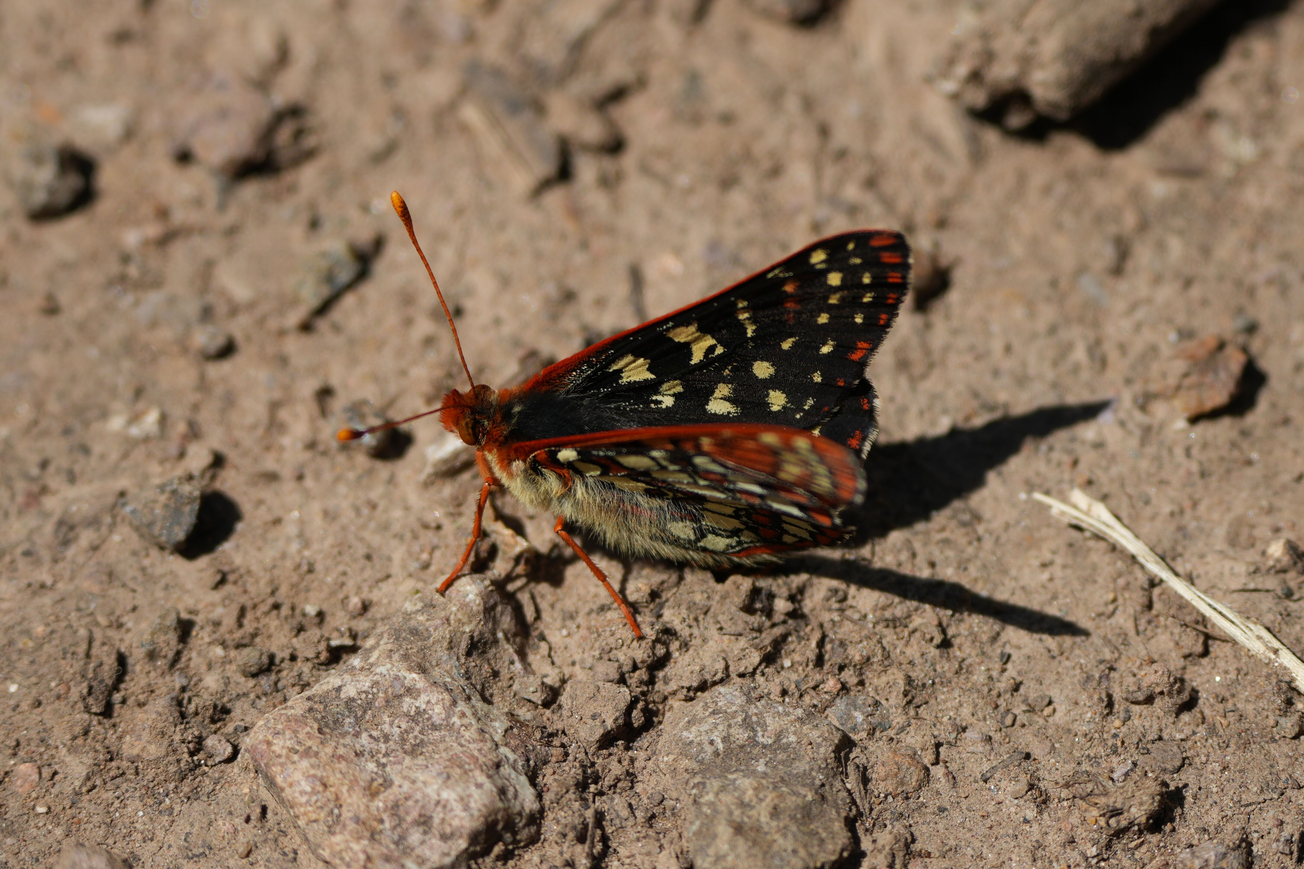 Tilden Regional Park
