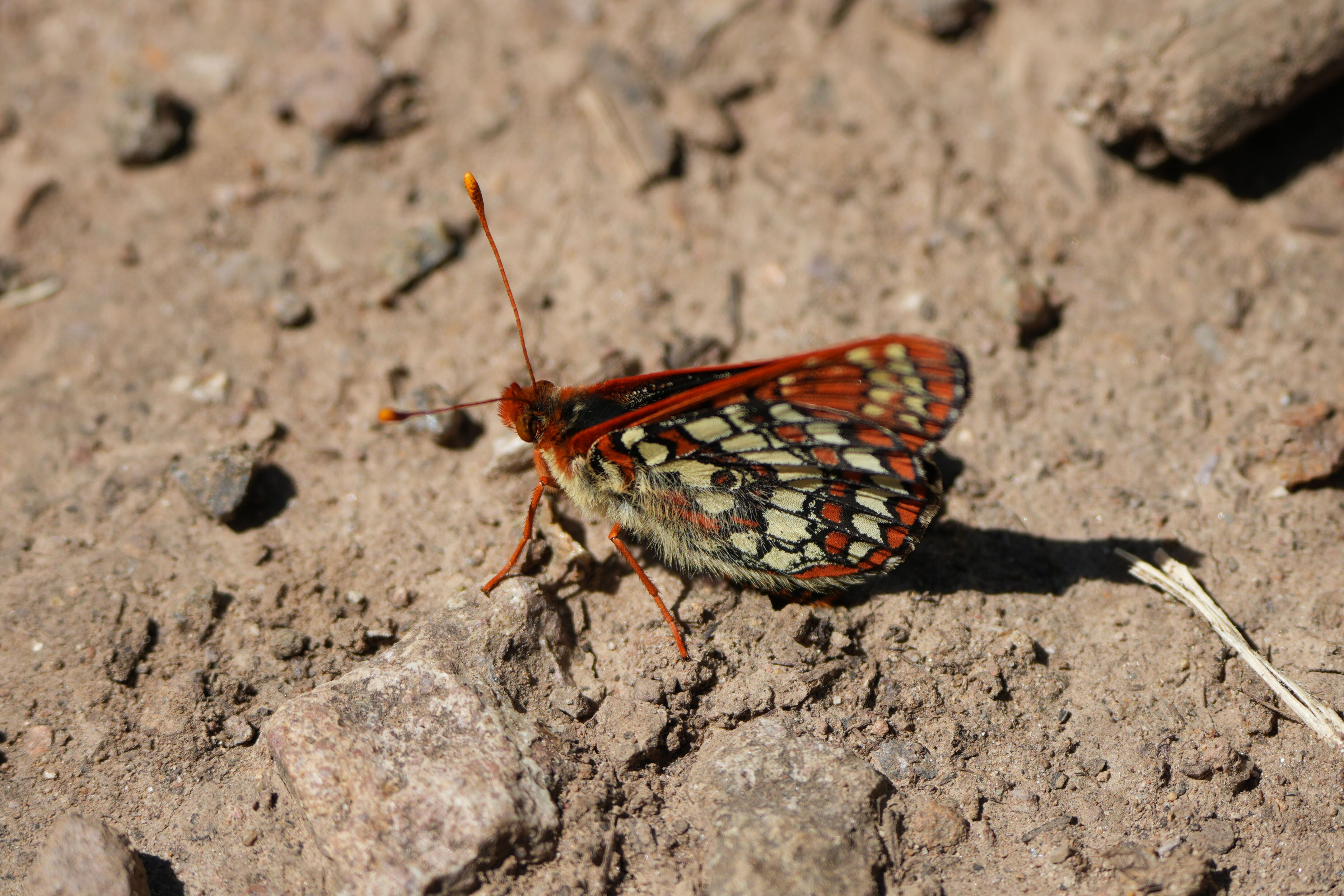 Tilden Regional Park