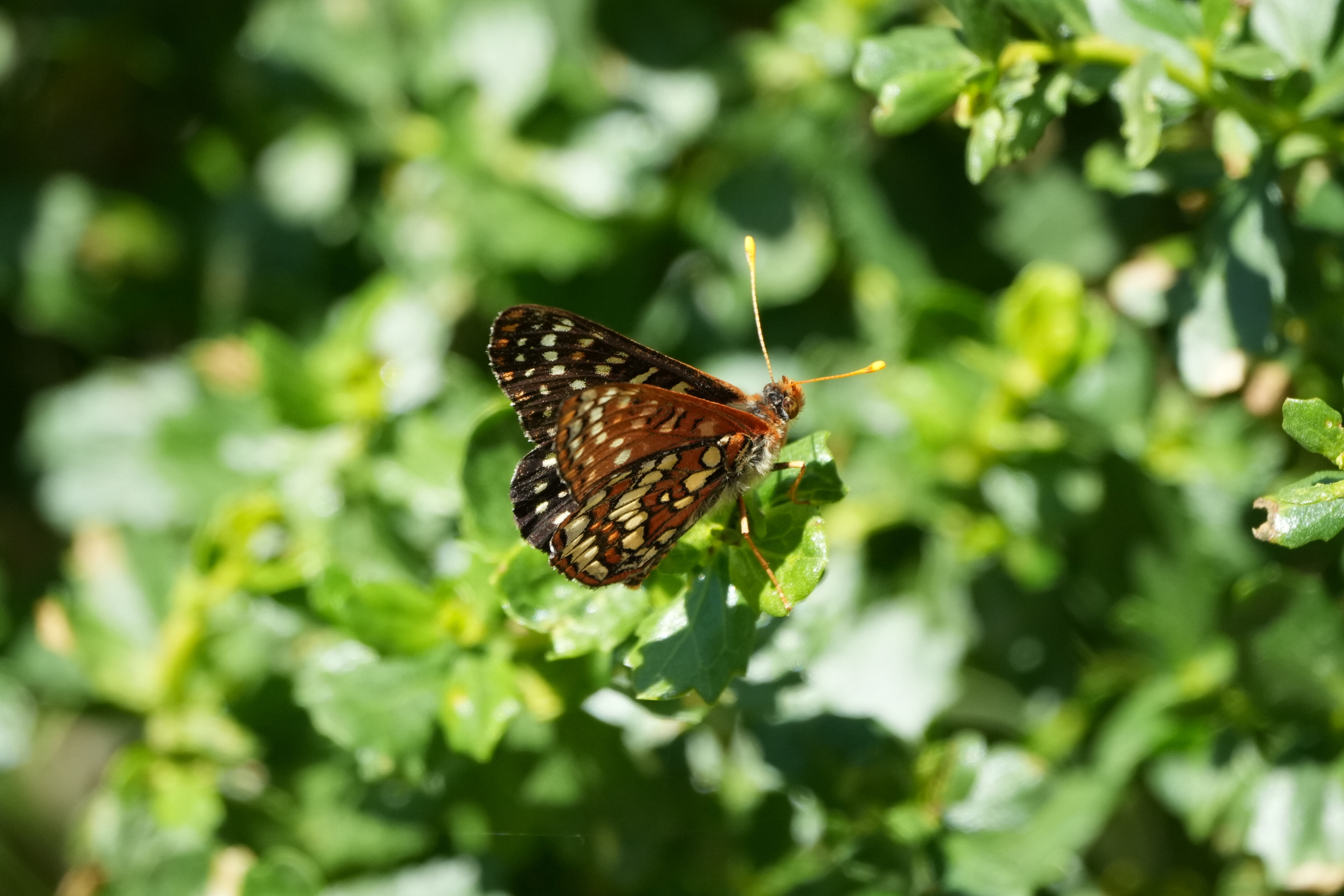 Tilden Regional Park