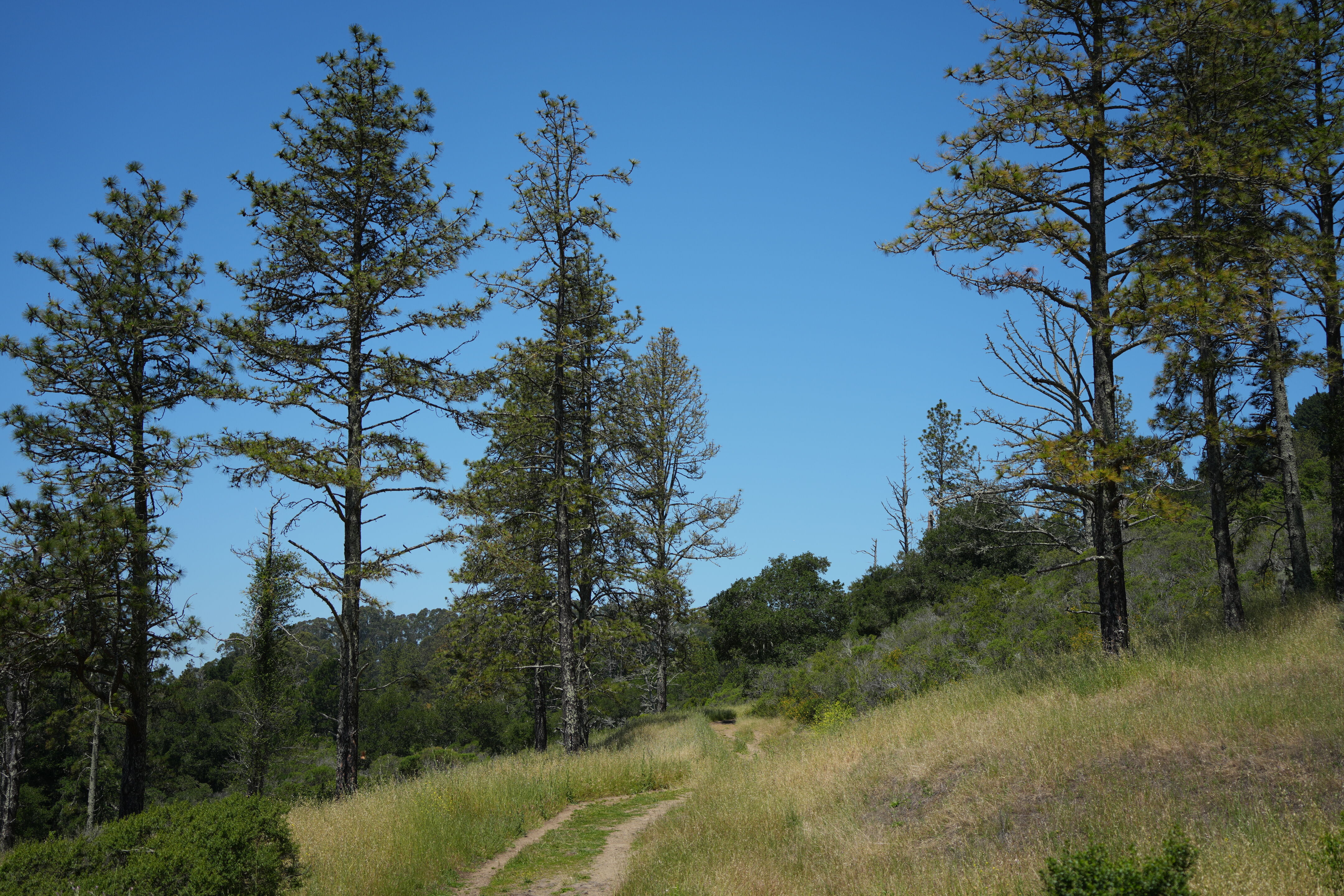 Tilden Regional Park