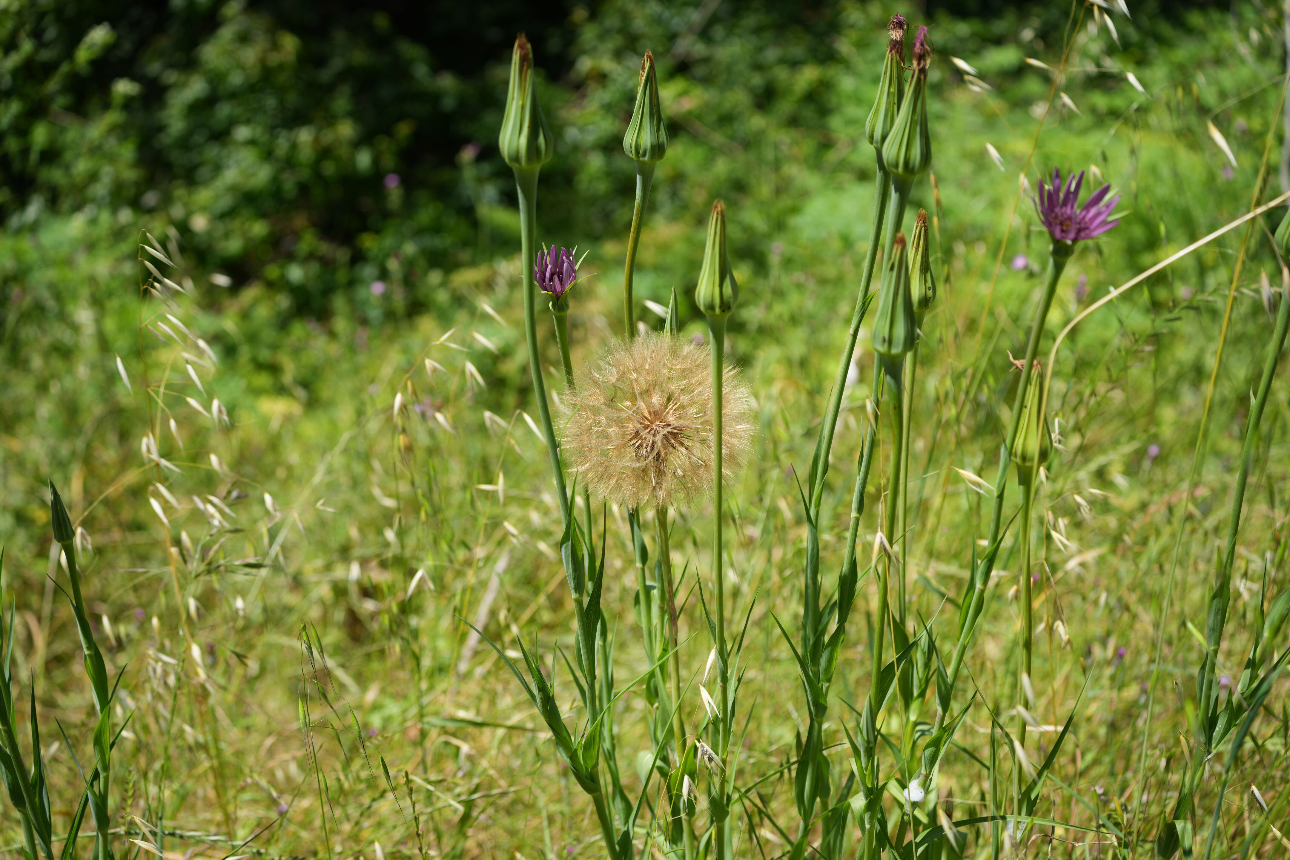Tilden Regional Park