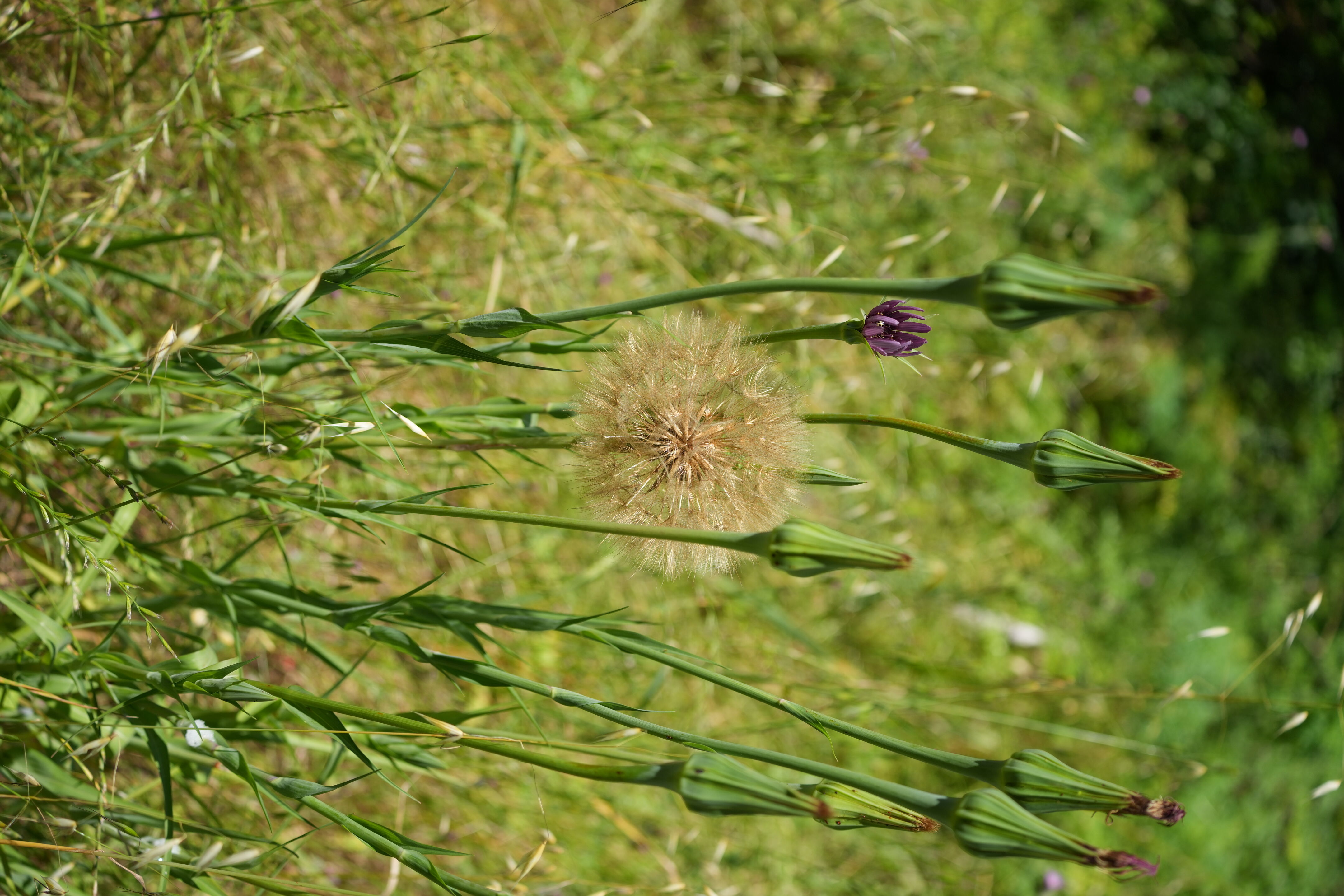 Tilden Regional Park