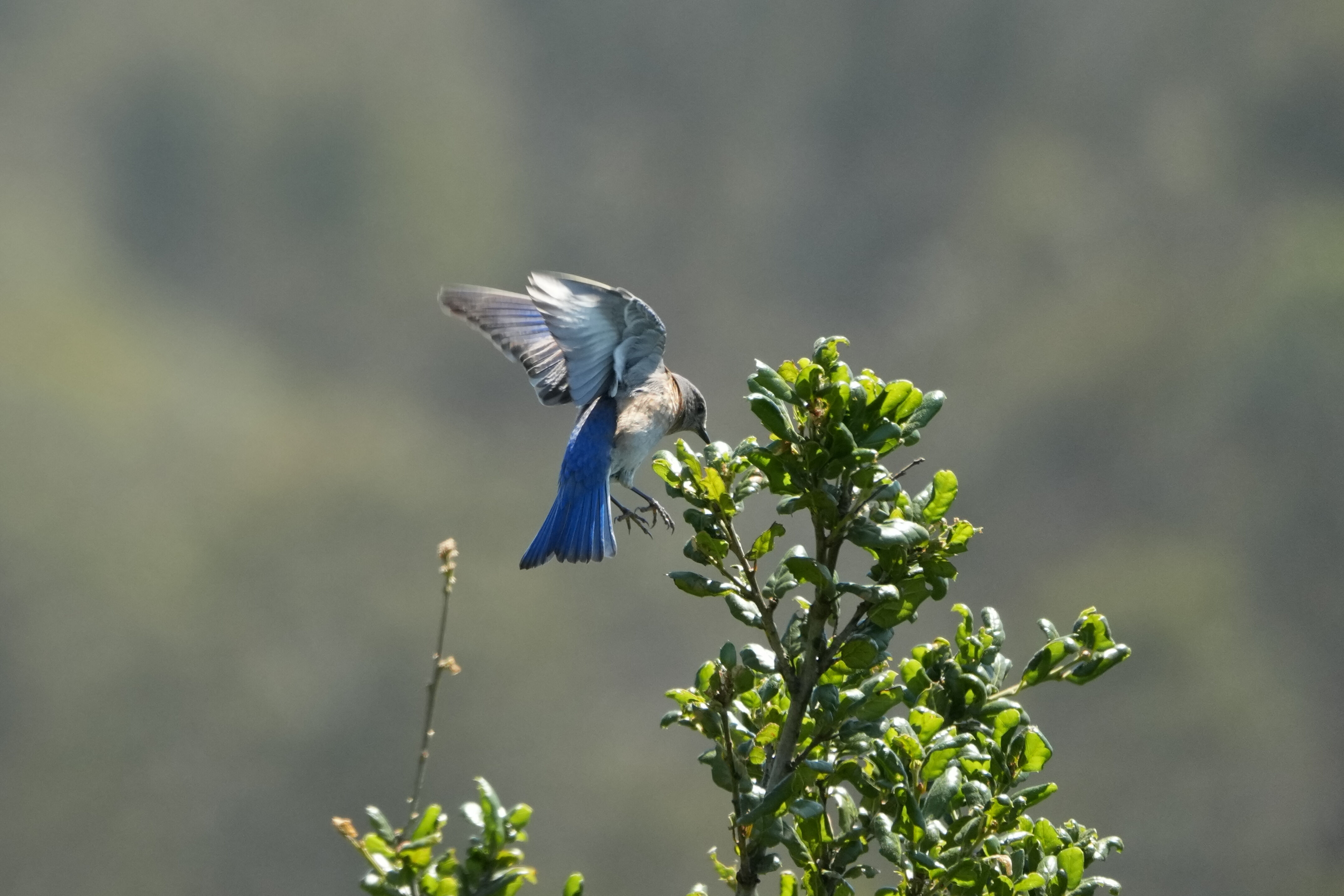 Tilden Regional Park