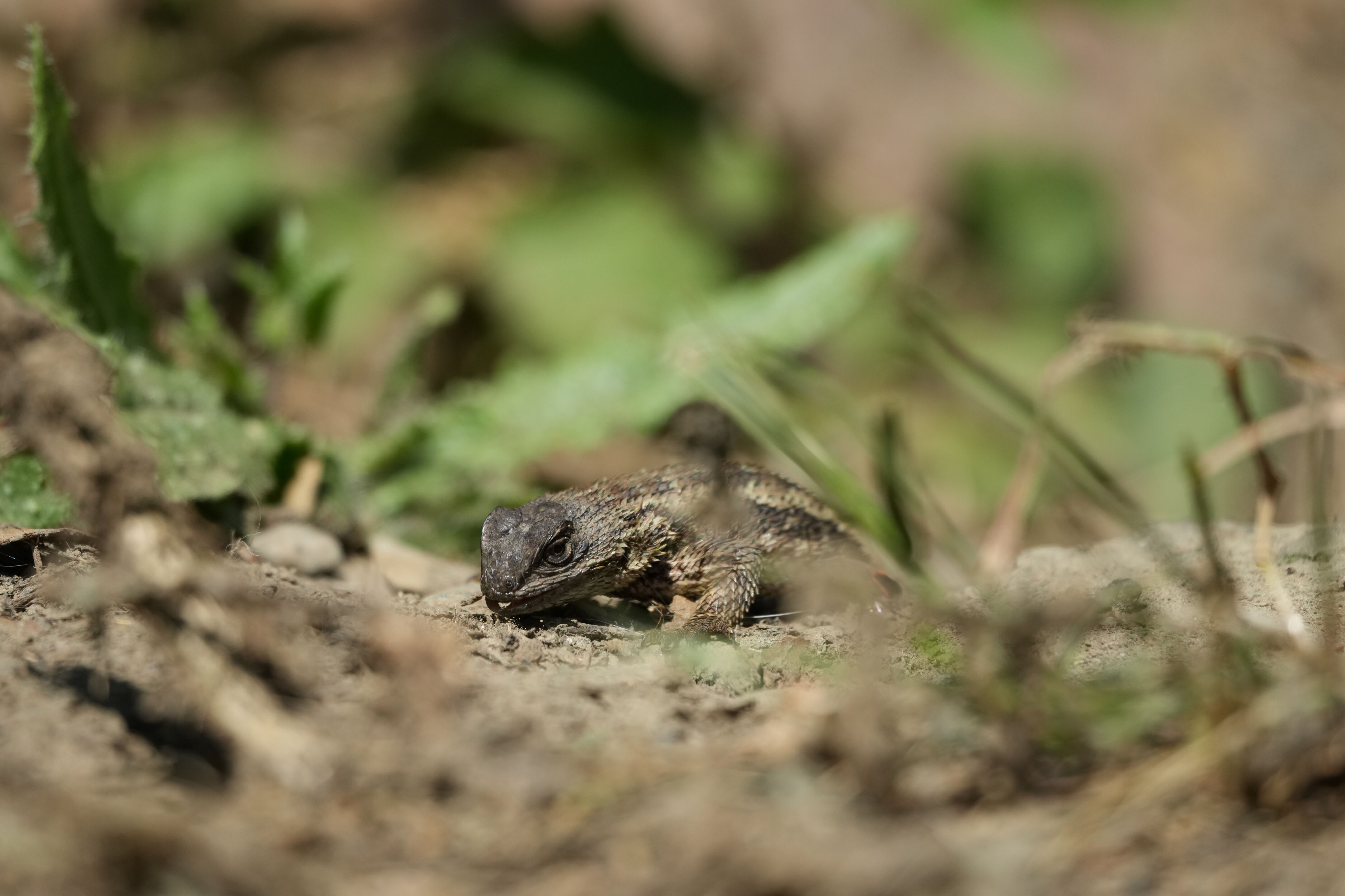 Western Fence Lizard