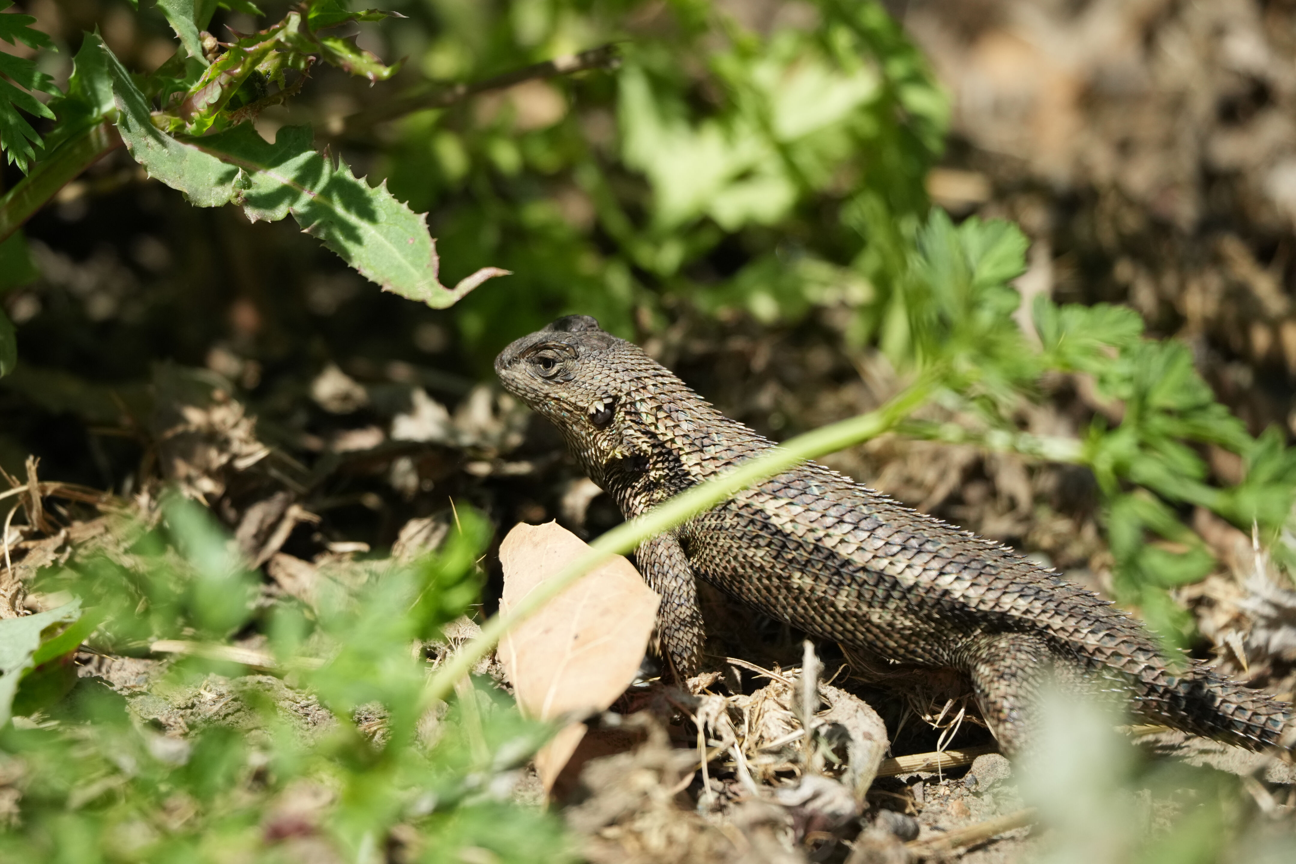Tilden Regional Park