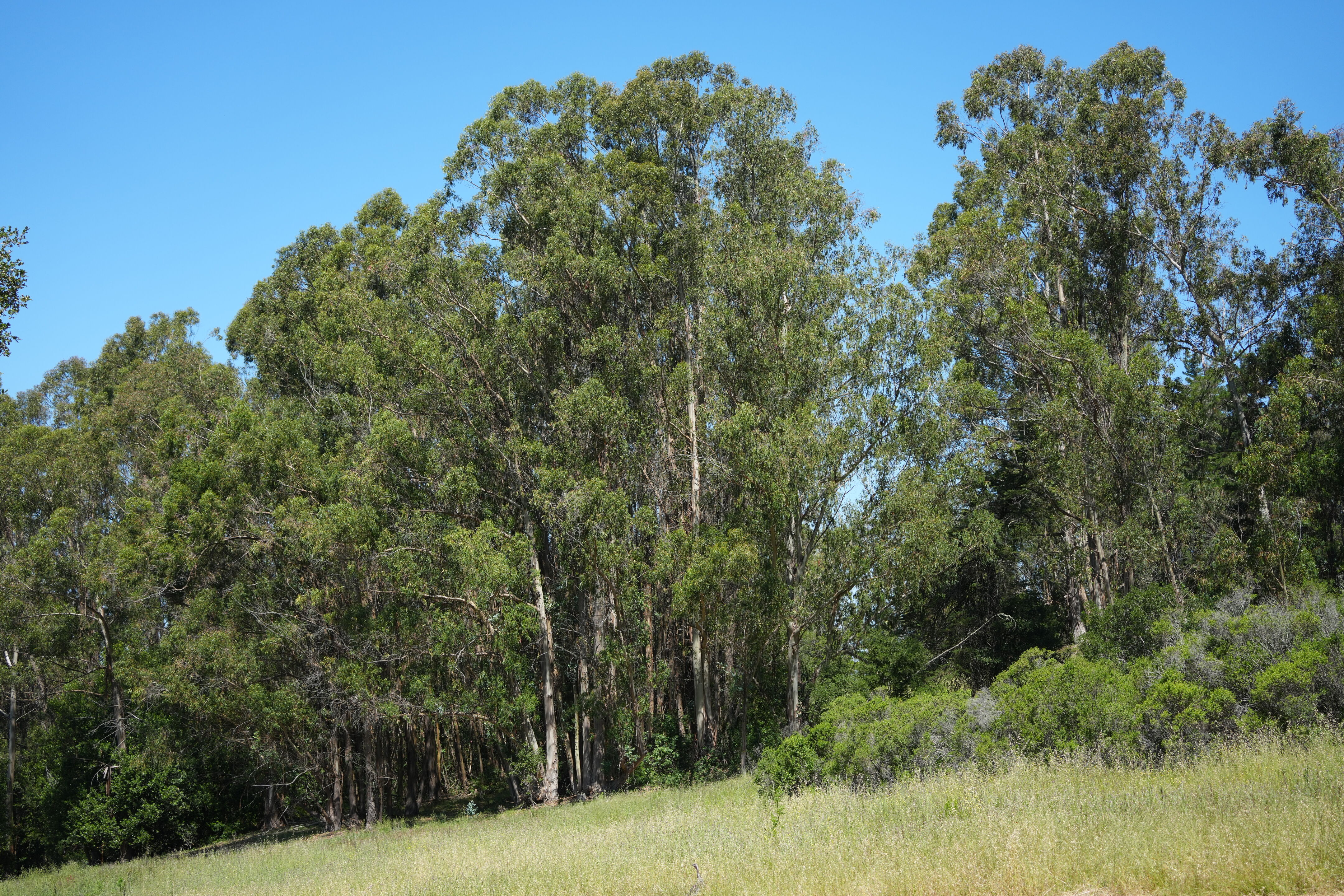Tilden Regional Parks Botanic Garden