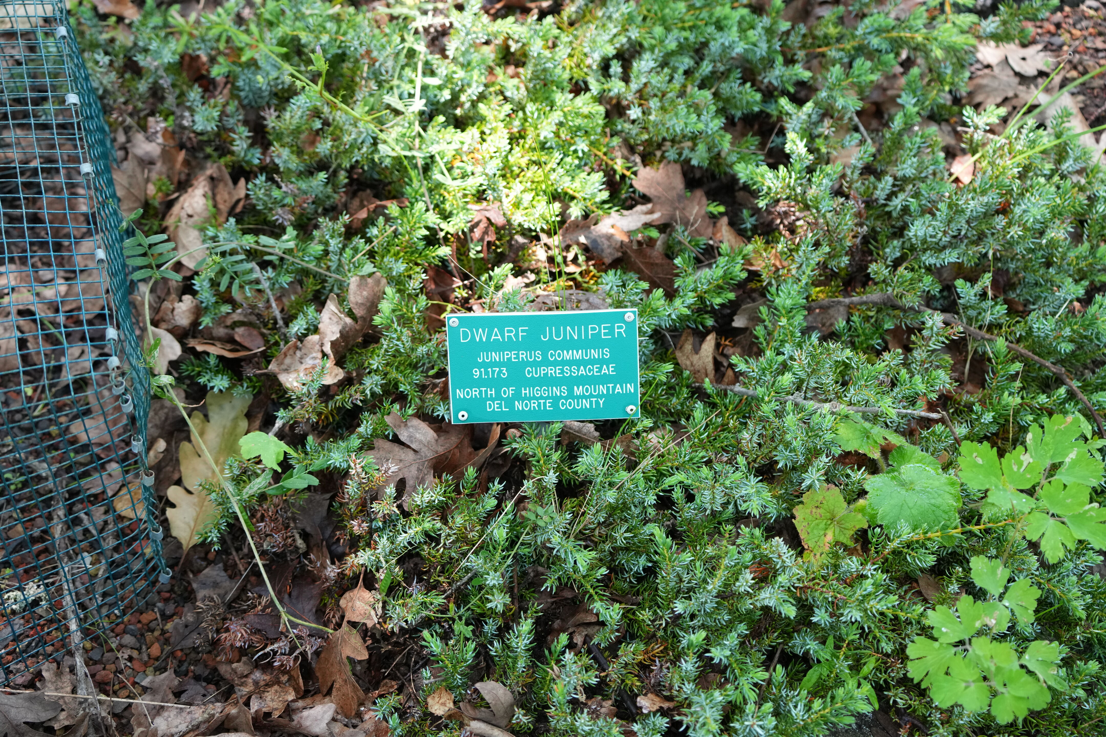 Tilden Regional Parks Botanic Garden