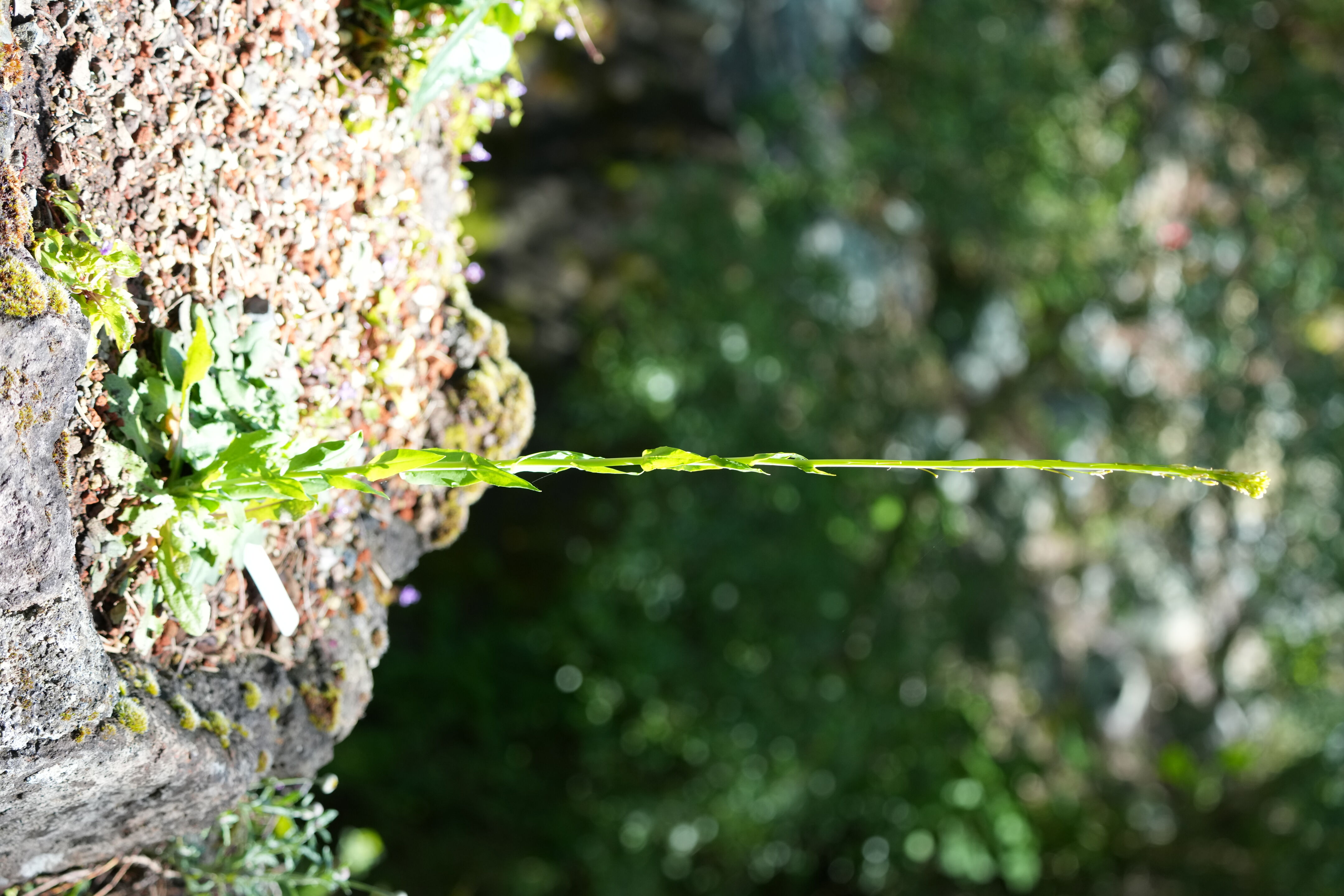 Tilden Regional Parks Botanic Garden