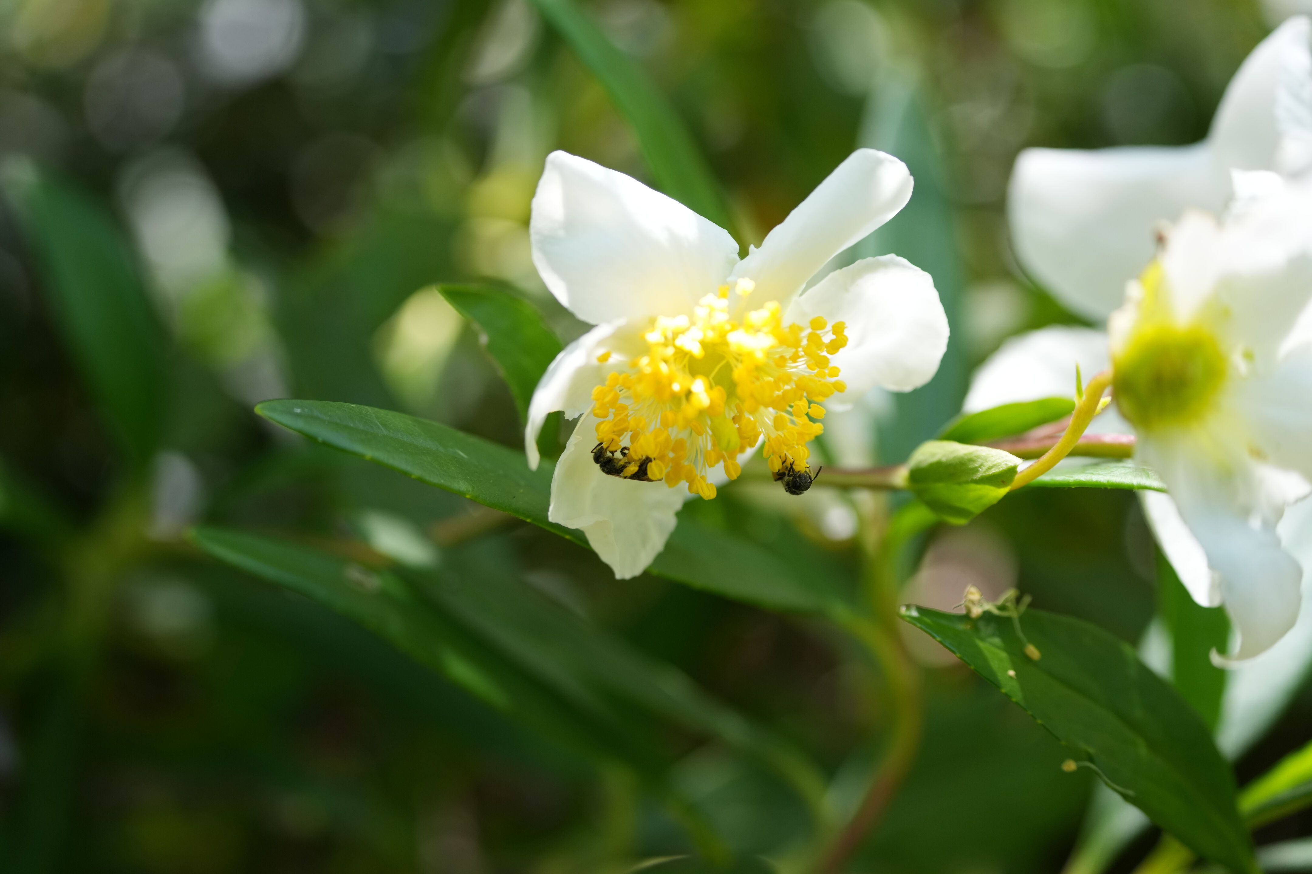Tilden Regional Parks Botanic Garden
