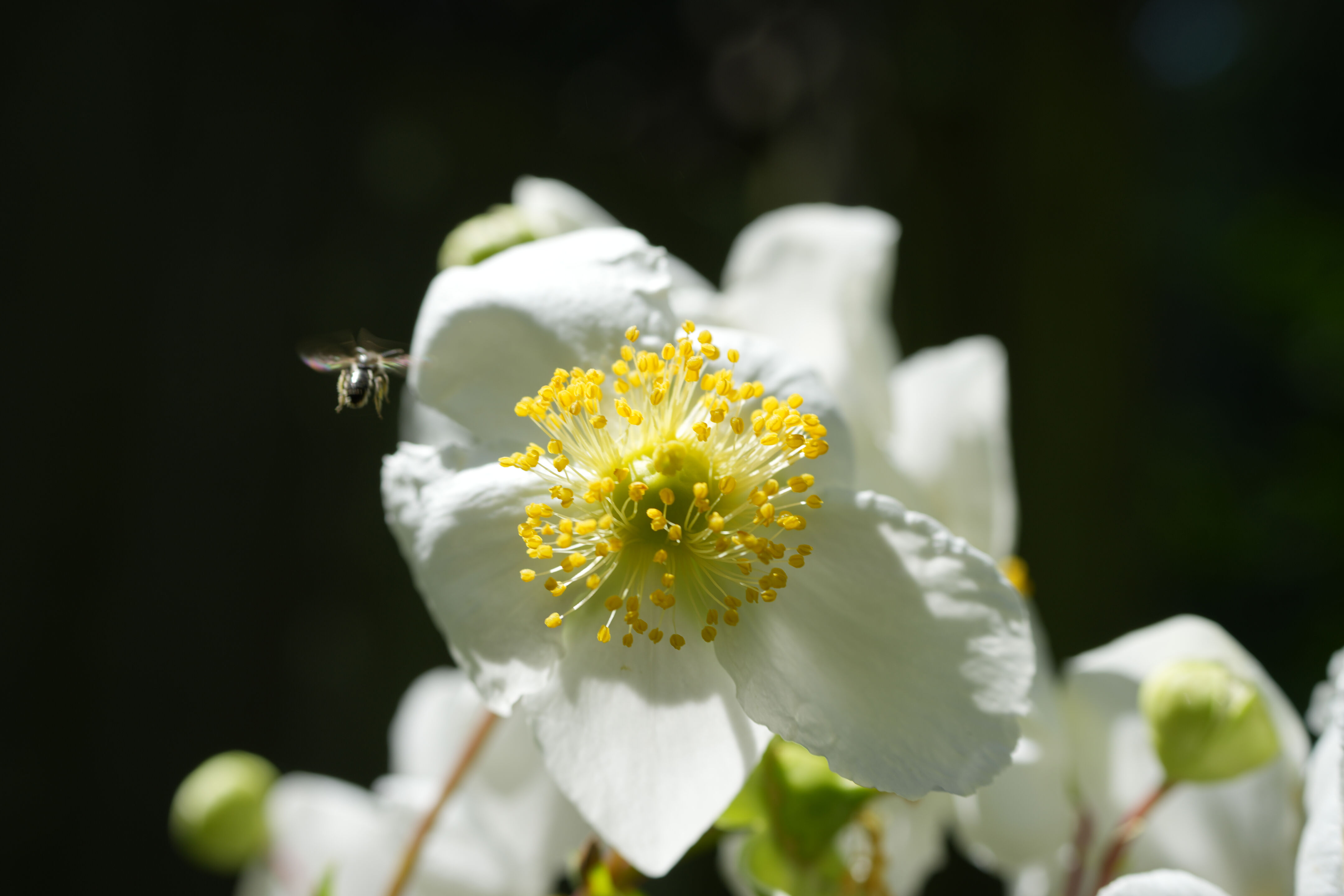 Tilden Regional Parks Botanic Garden