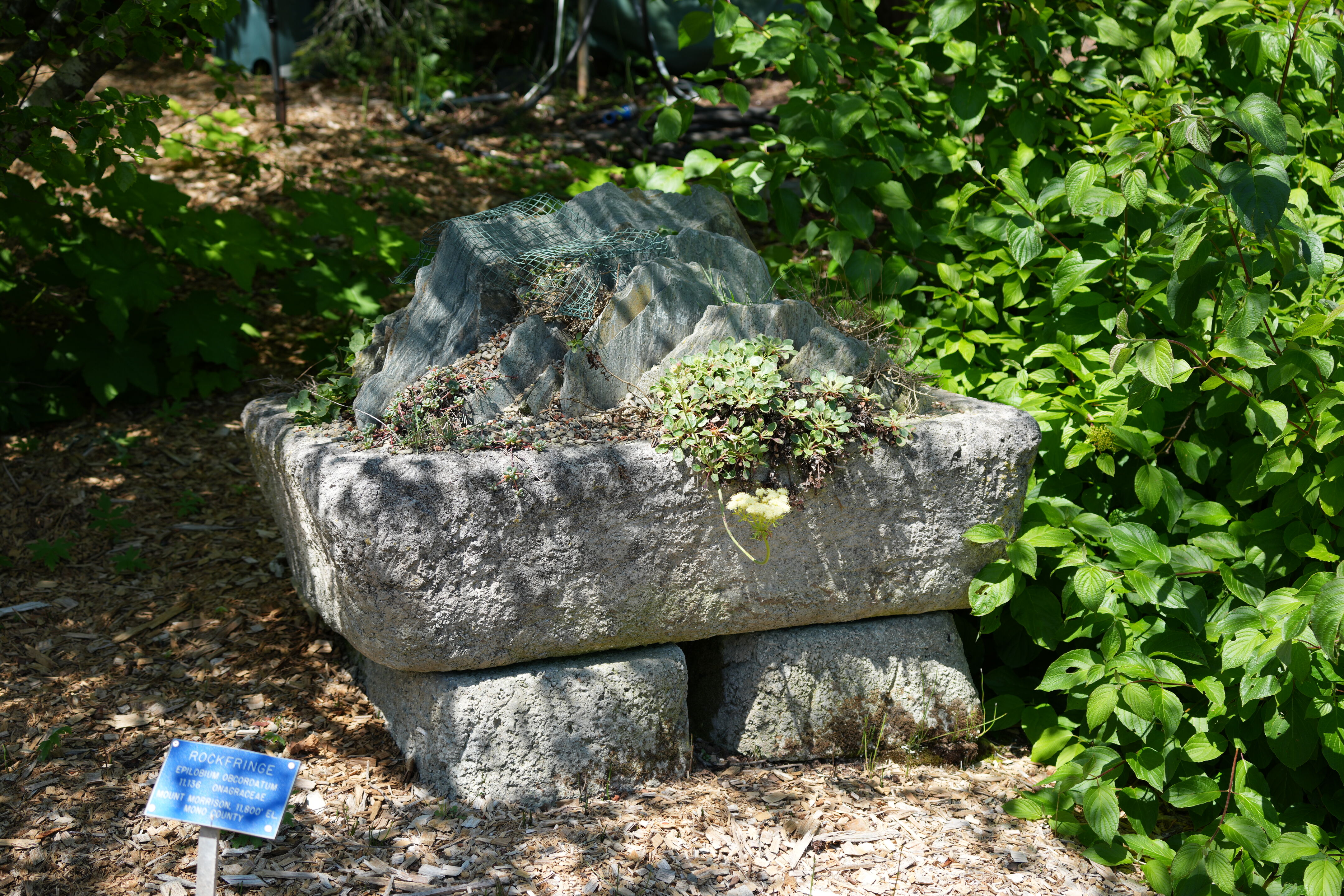 Tilden Regional Parks Botanic Garden
