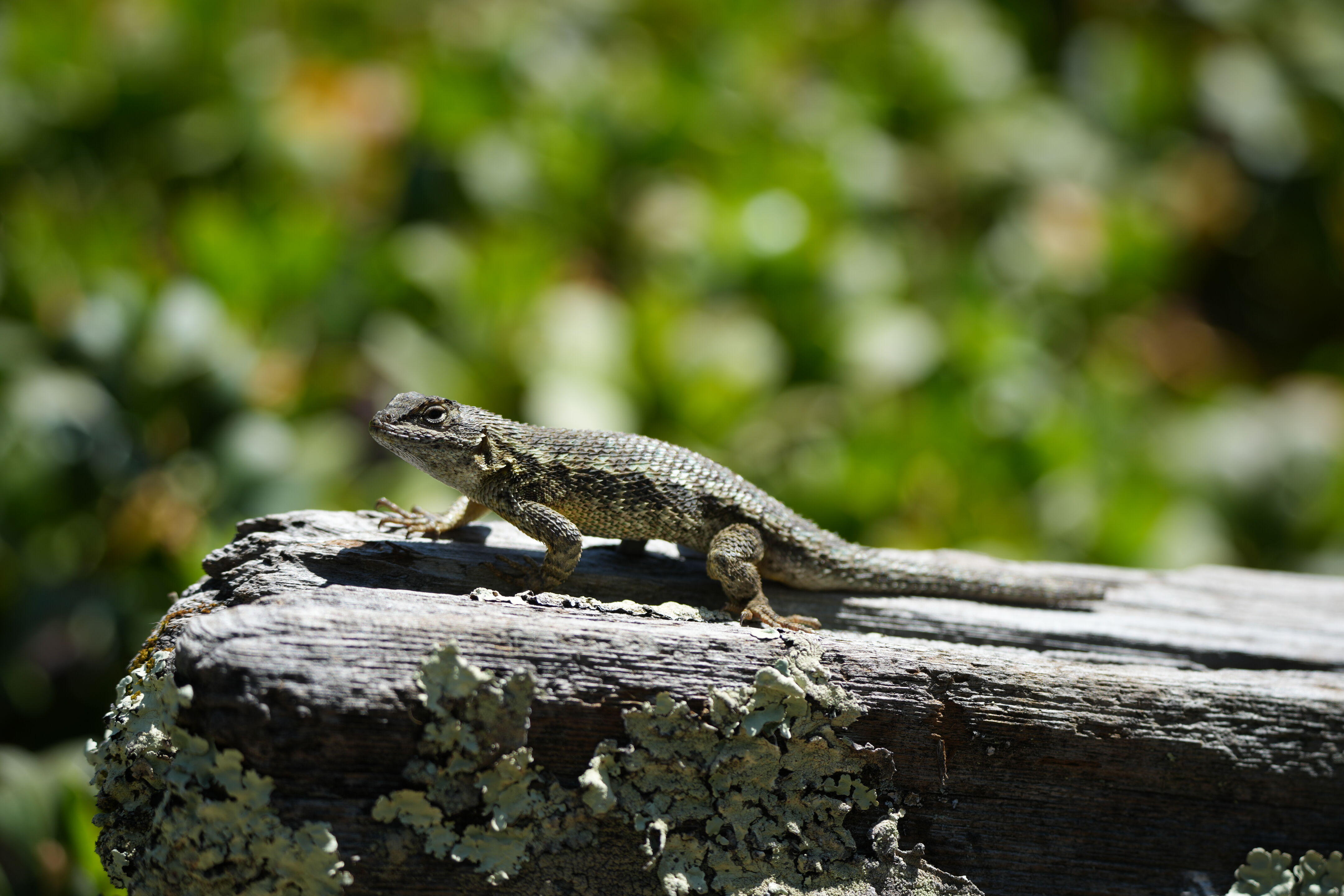 Tilden Regional Parks Botanic Garden
