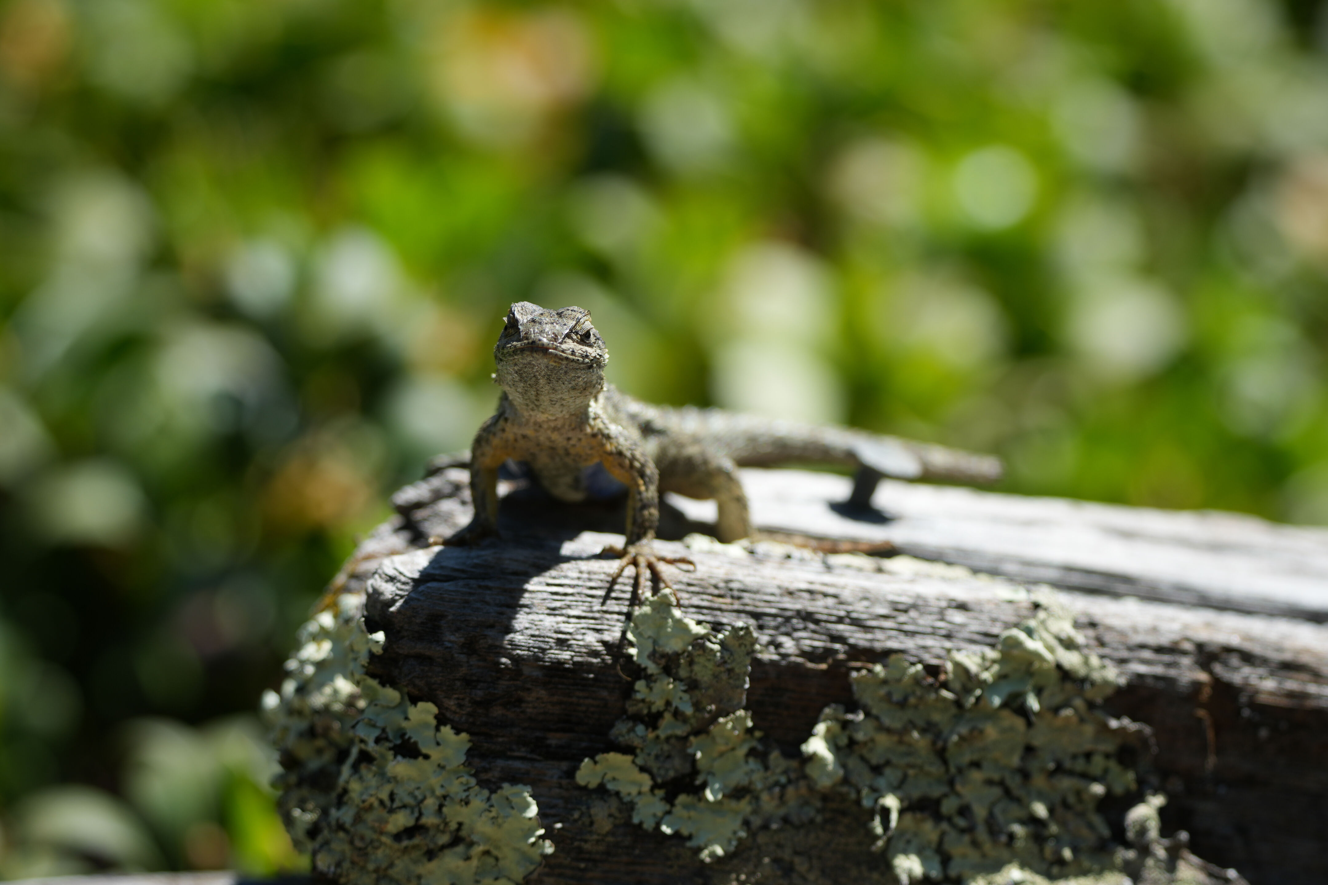 Tilden Regional Parks Botanic Garden