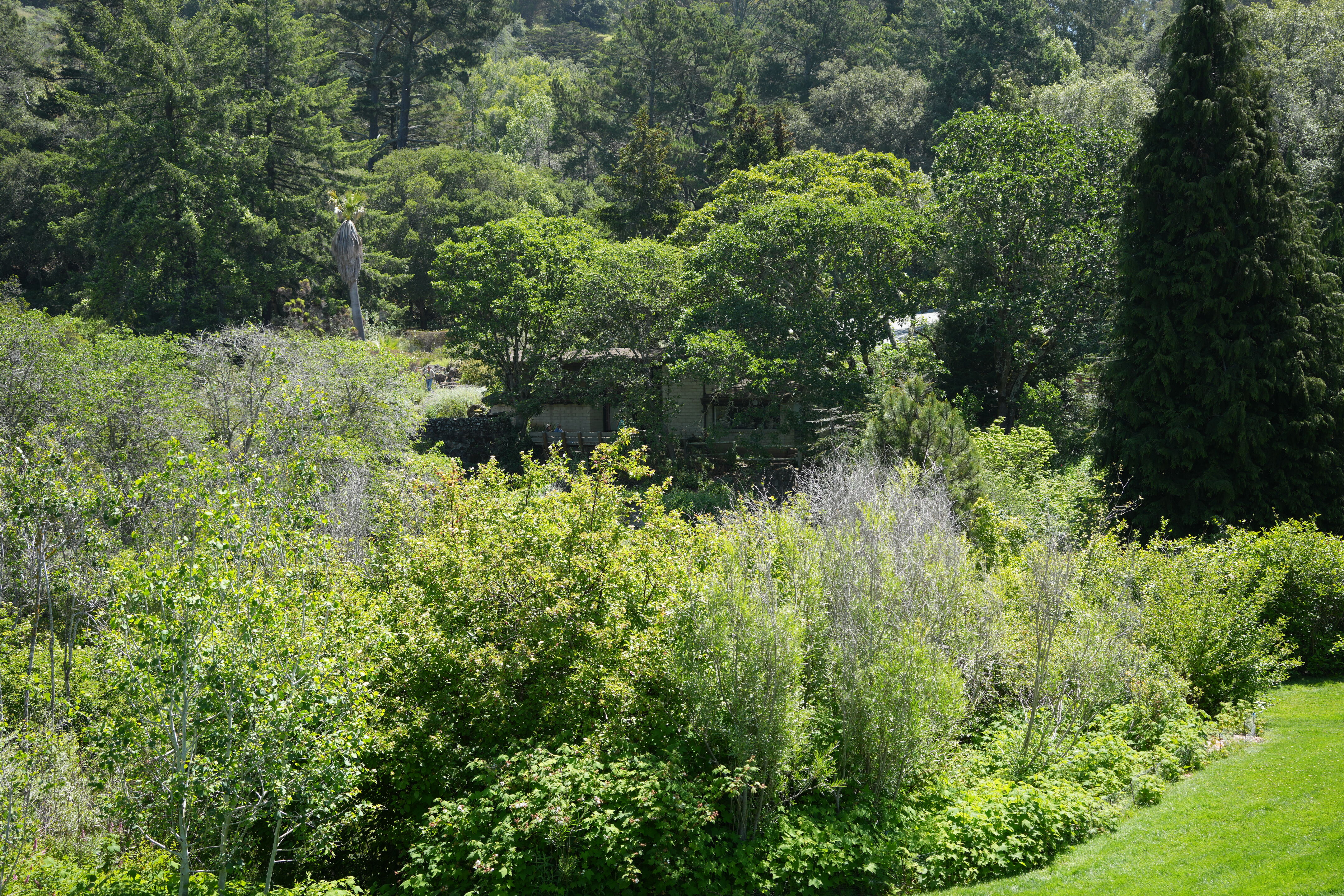 Tilden Regional Parks Botanic Garden