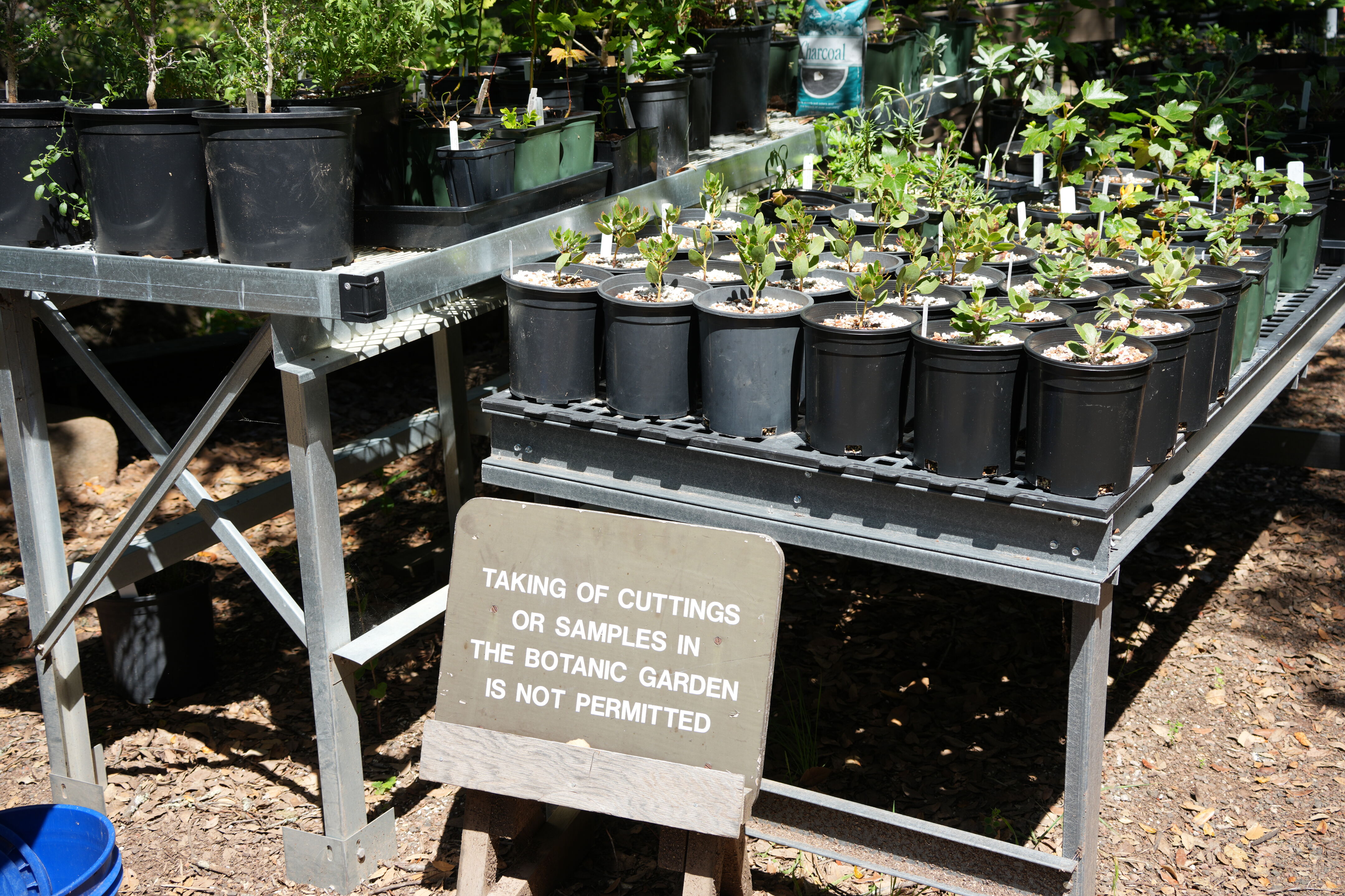Tilden Regional Parks Botanic Garden