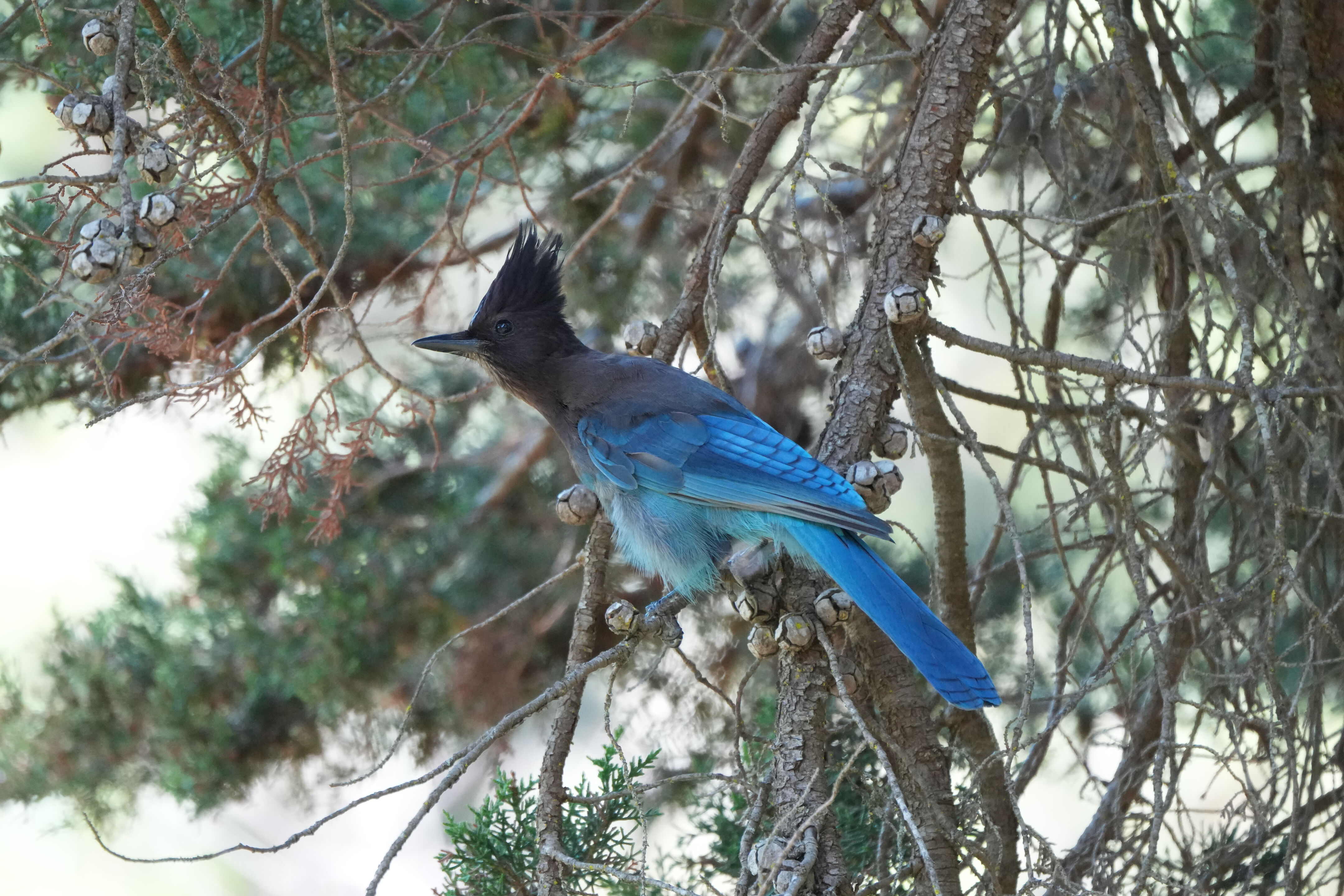 Tilden Regional Parks Botanic Garden