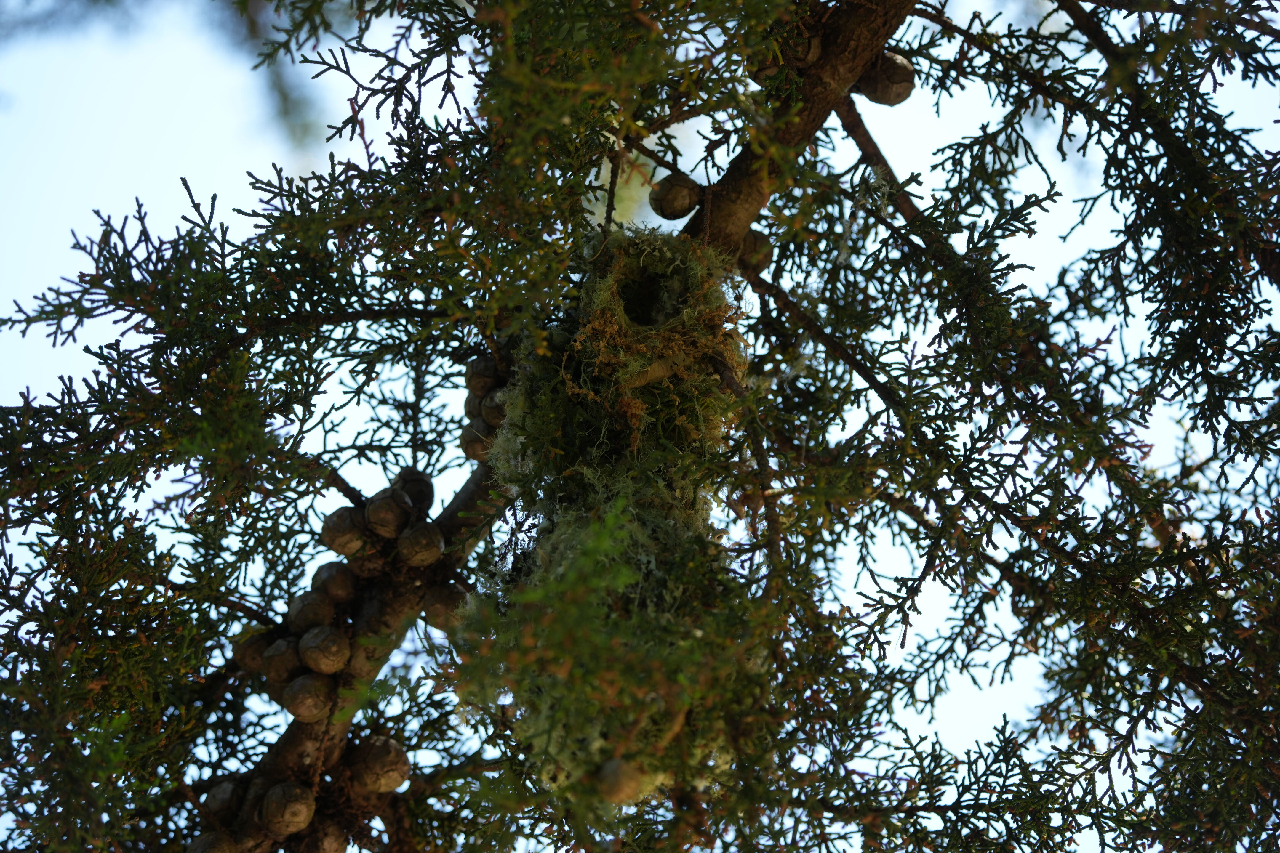 Tilden Regional Parks Botanic Garden