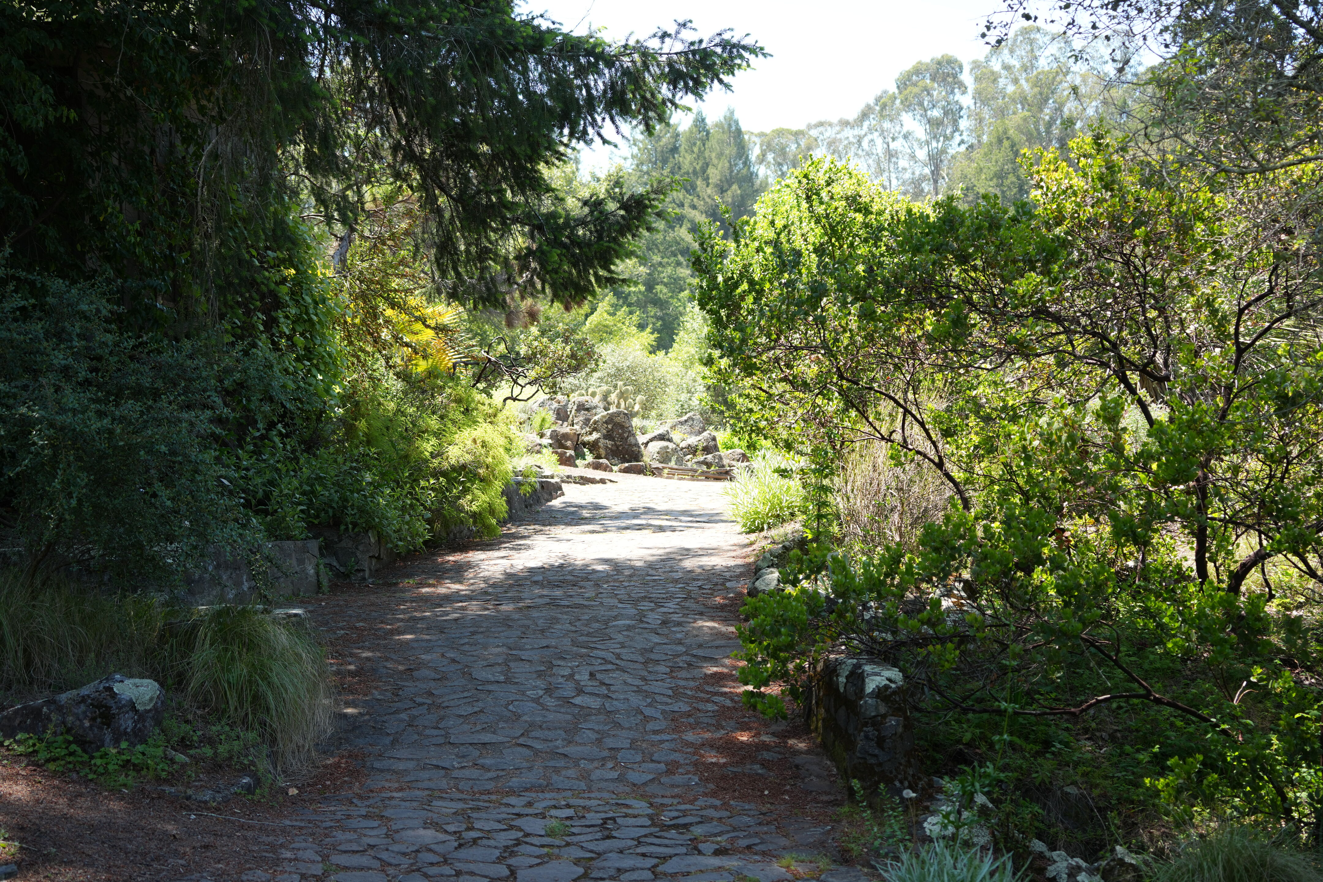 Tilden Regional Parks Botanic Garden