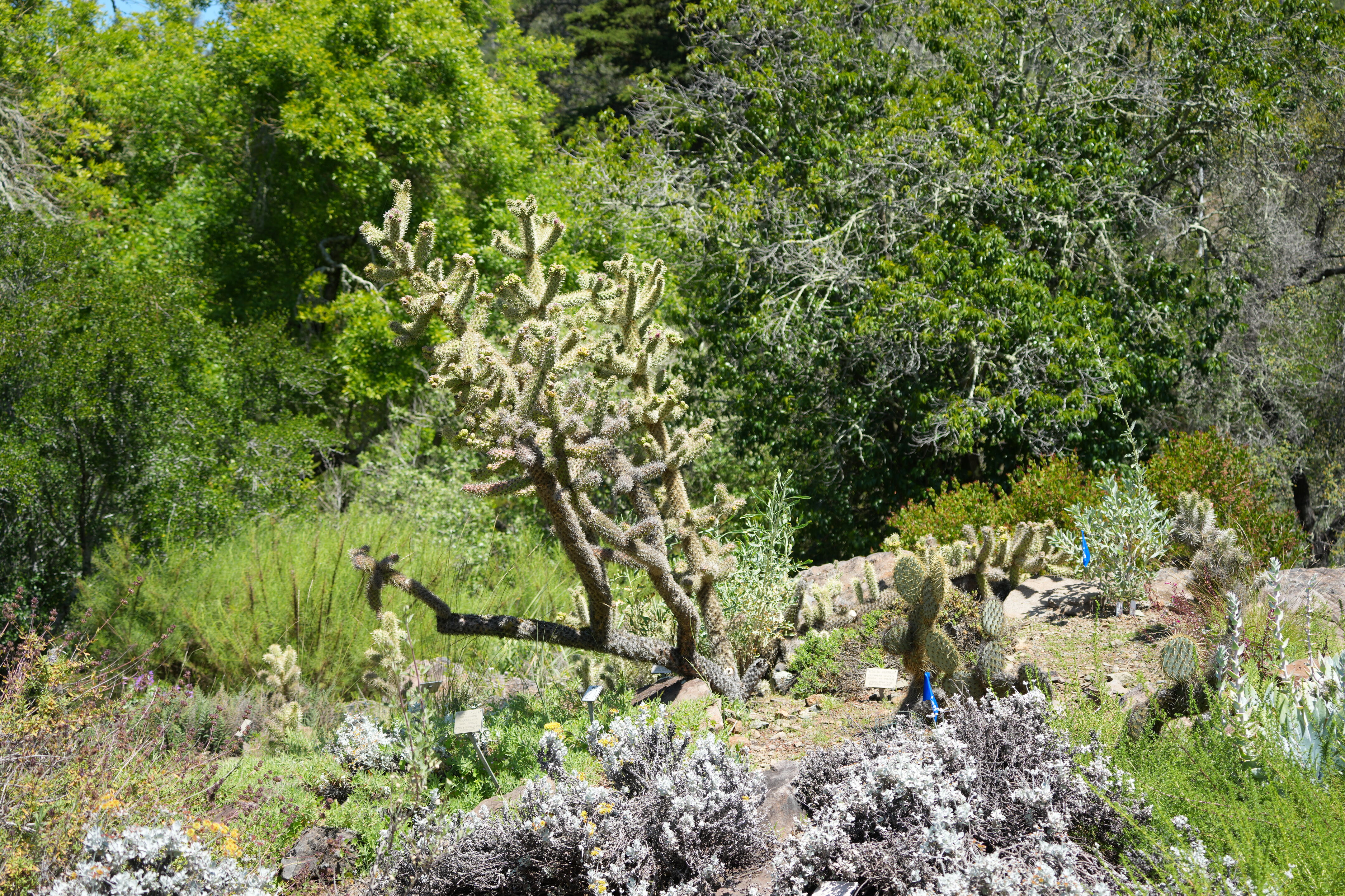 Tilden Regional Parks Botanic Garden