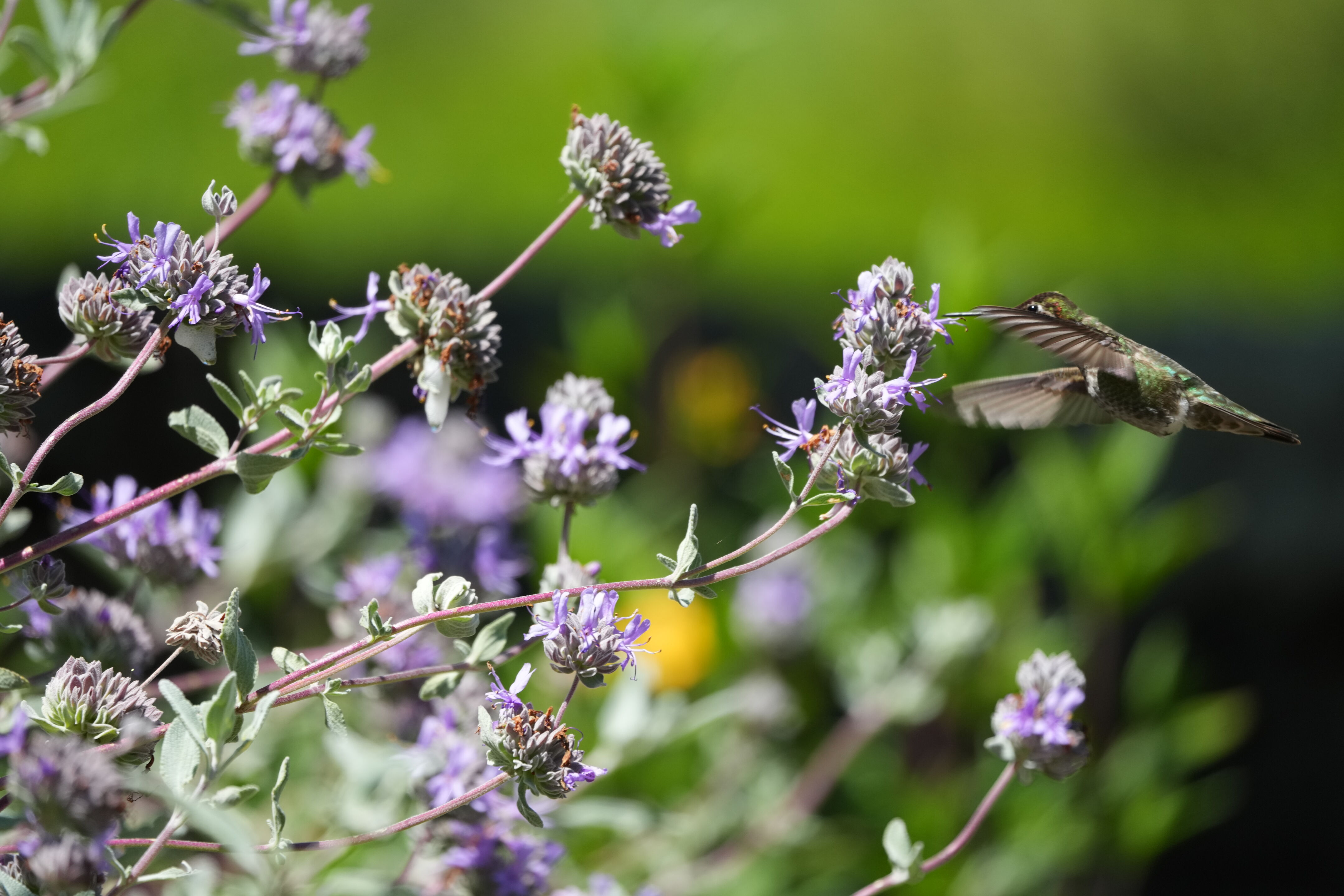 Tilden Regional Parks Botanic Garden