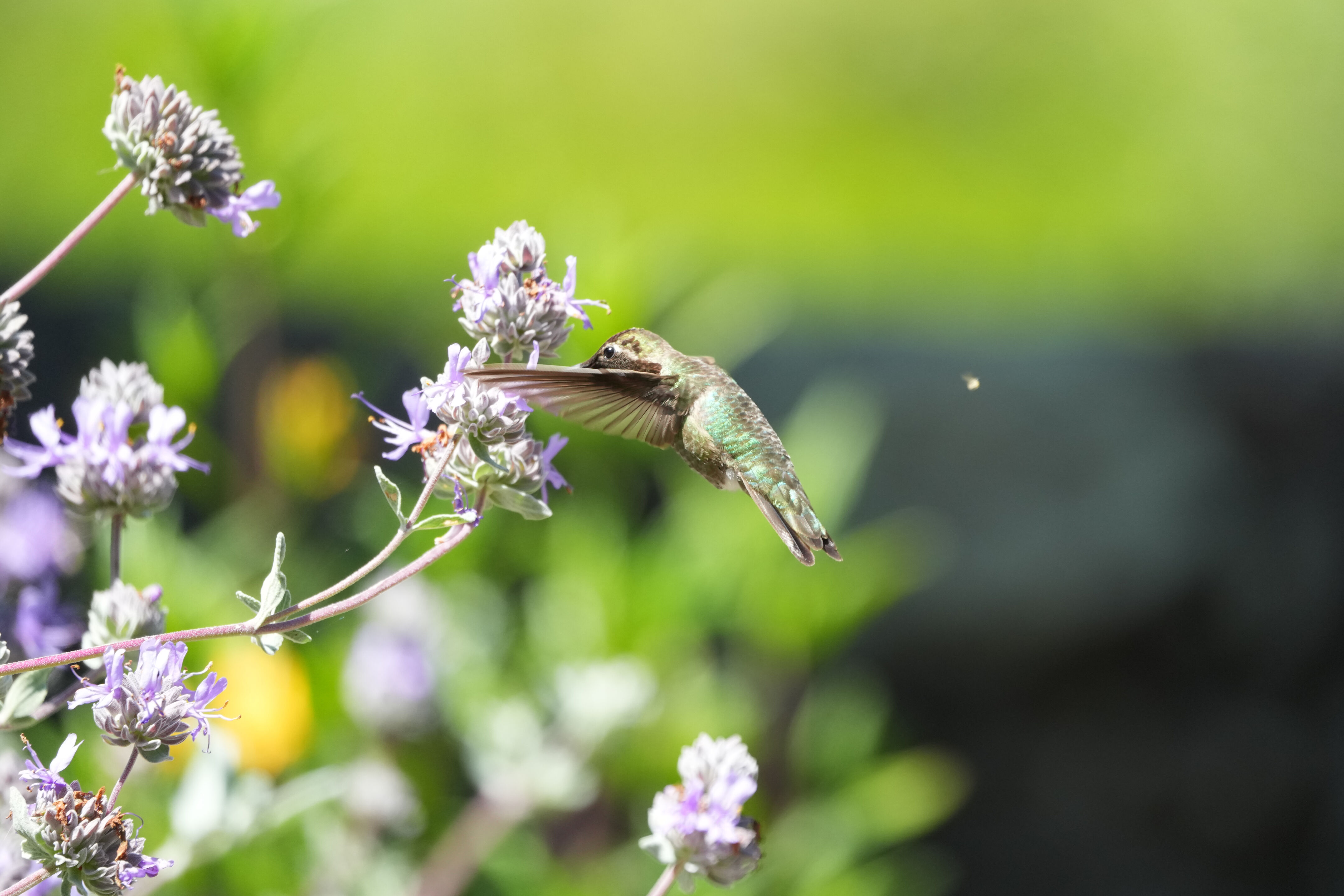Tilden Regional Parks Botanic Garden