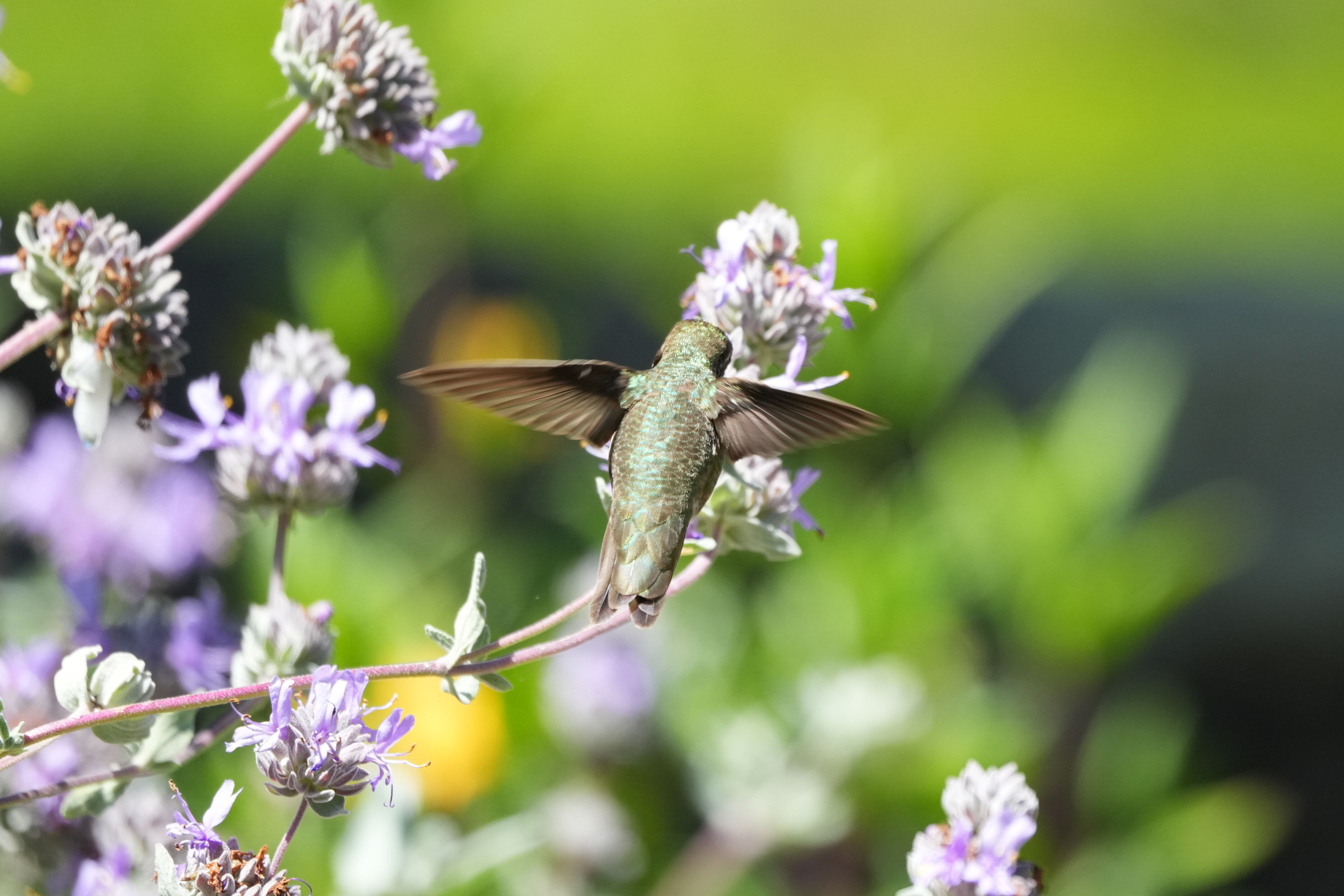 Tilden Regional Parks Botanic Garden