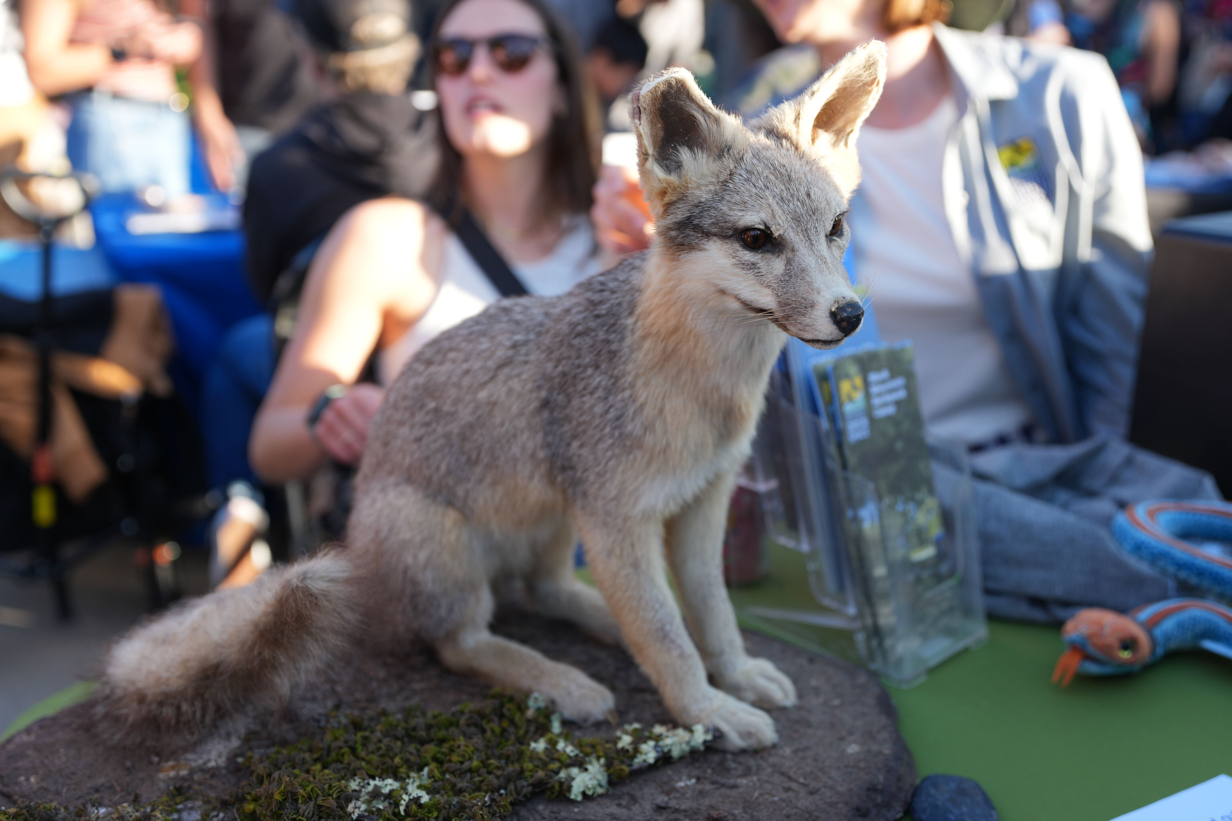 Wild and Scenic Film Festival