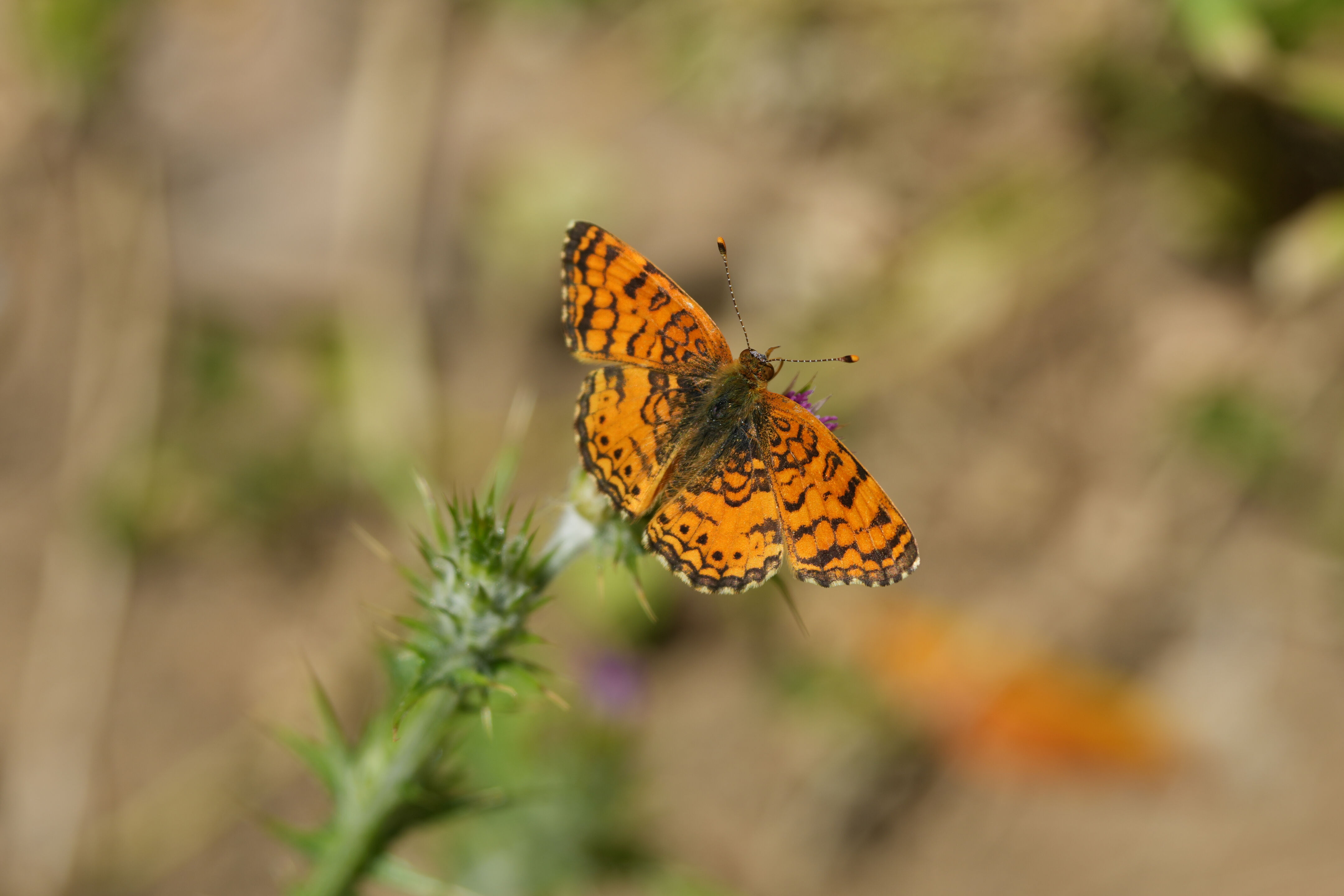 Carquinez Strait Regional Shoreline