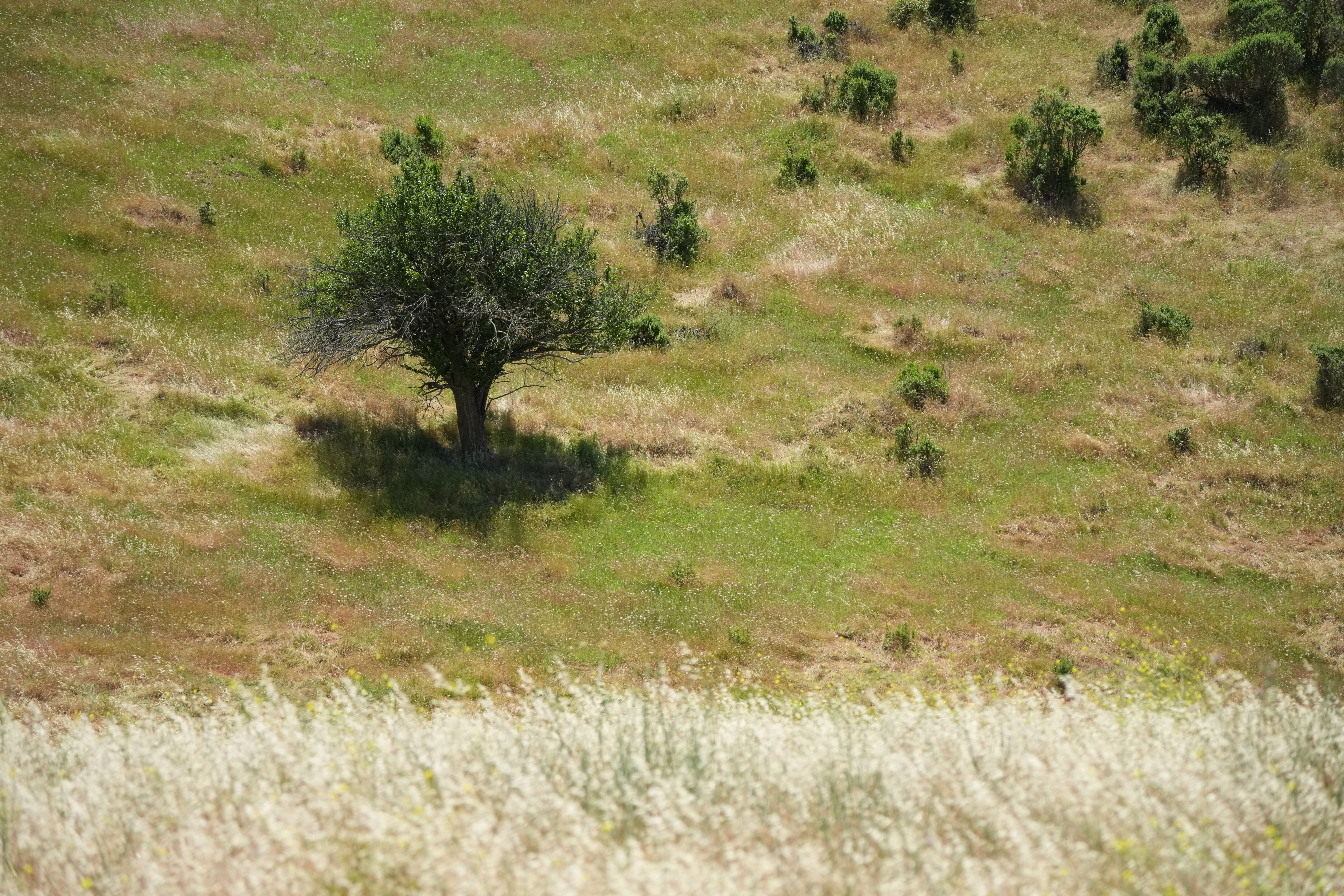 Carquinez Strait Regional Shoreline