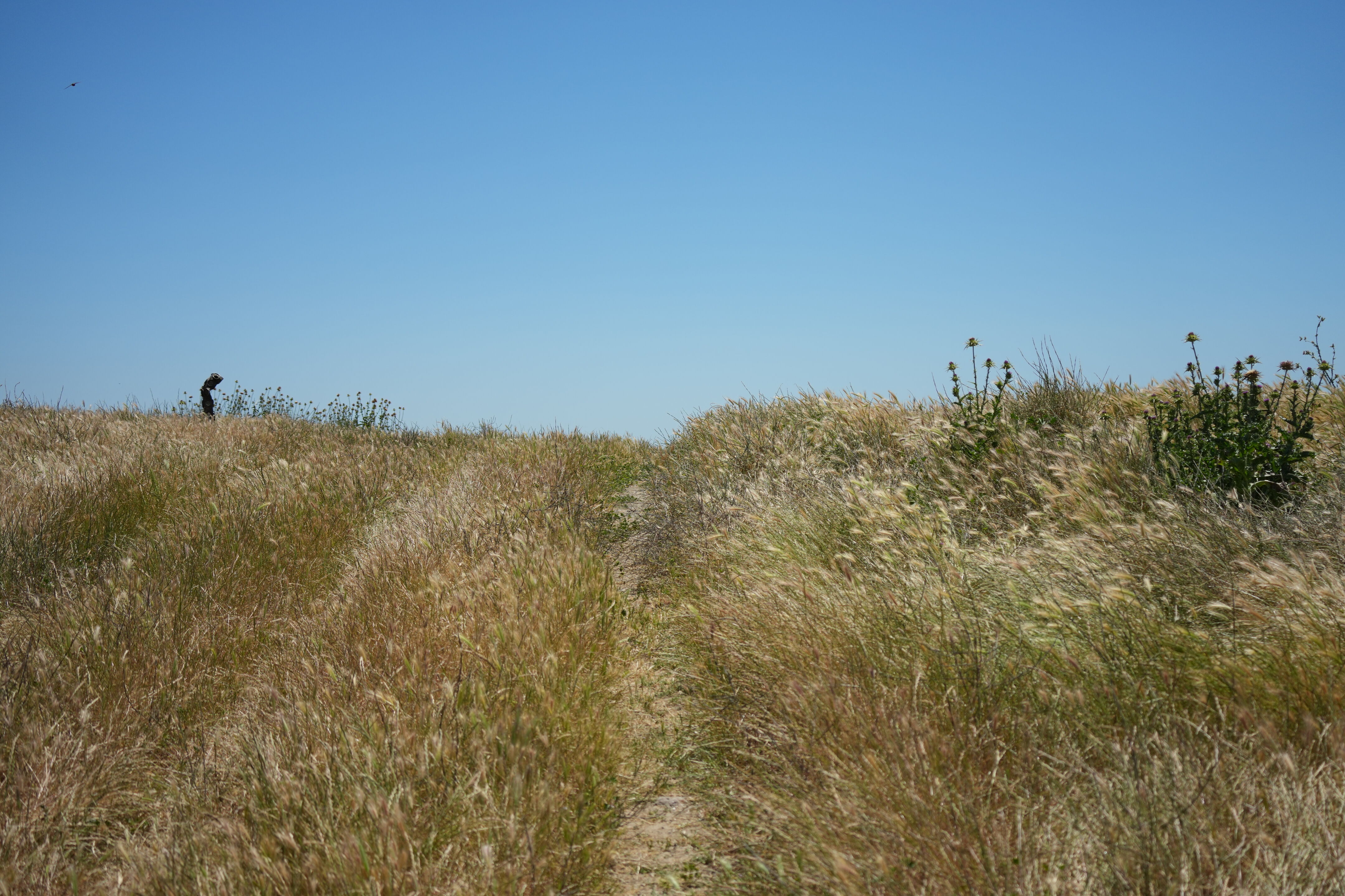 Carquinez Strait Regional Shoreline