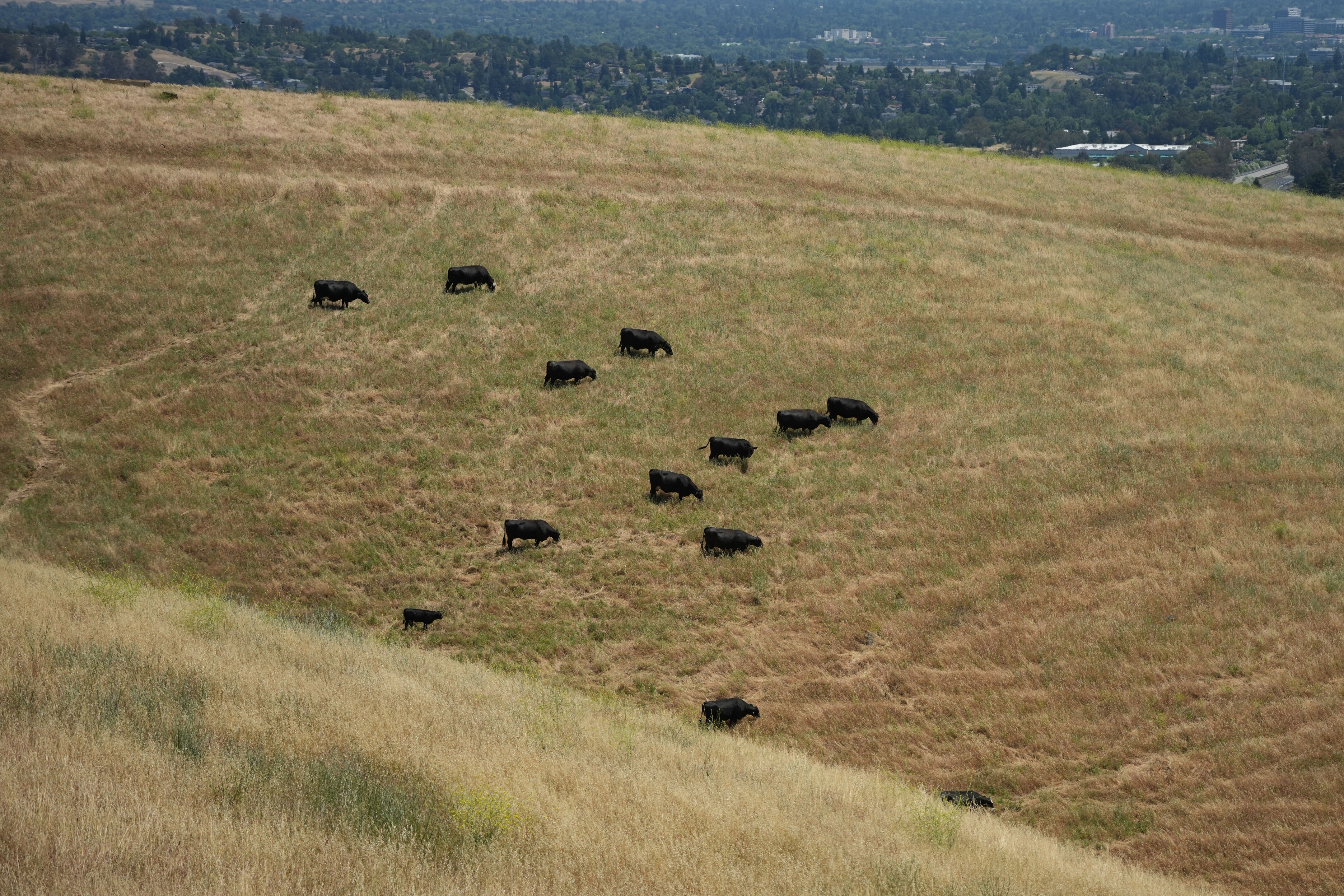 Carquinez Strait Regional Shoreline