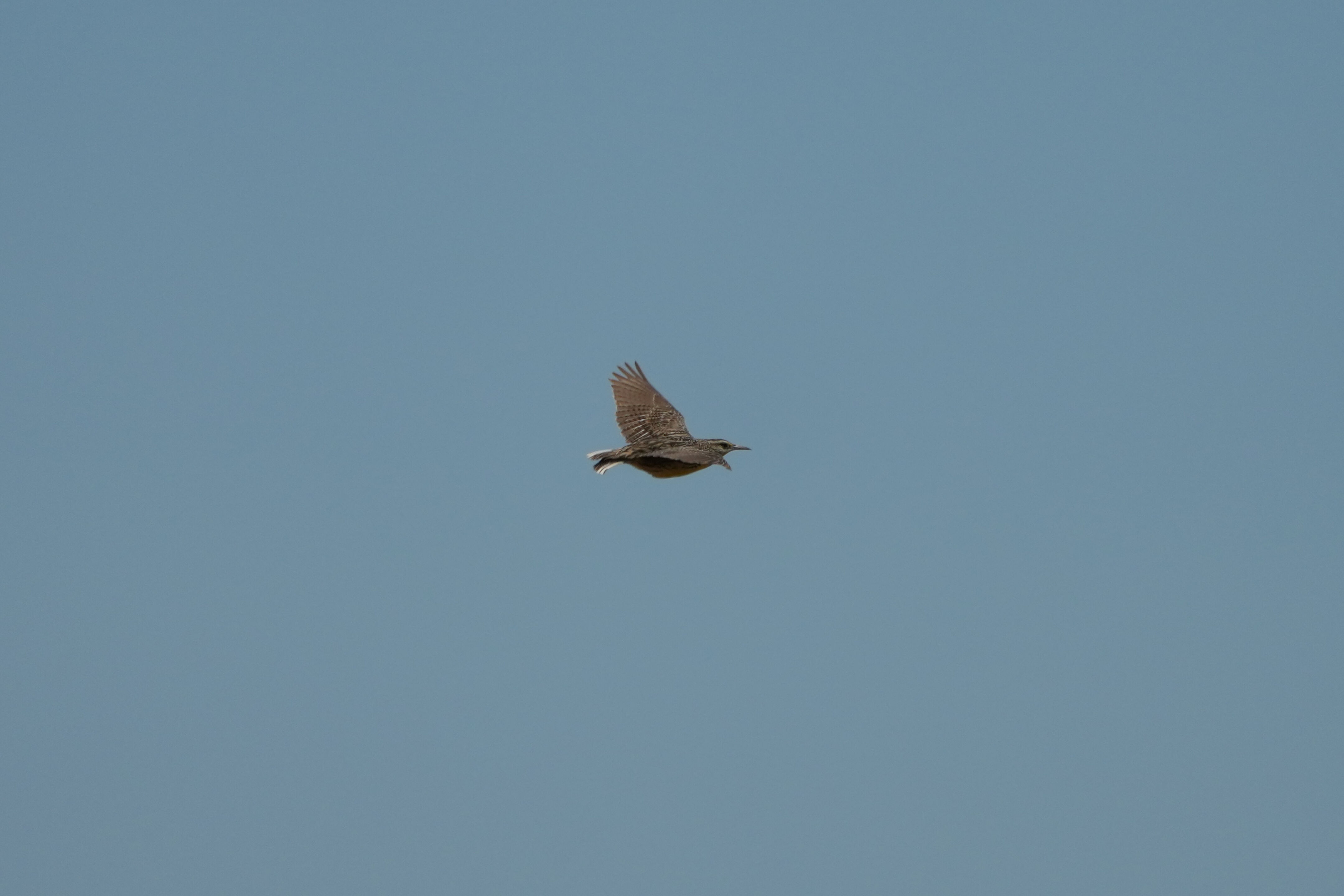 Carquinez Strait Regional Shoreline