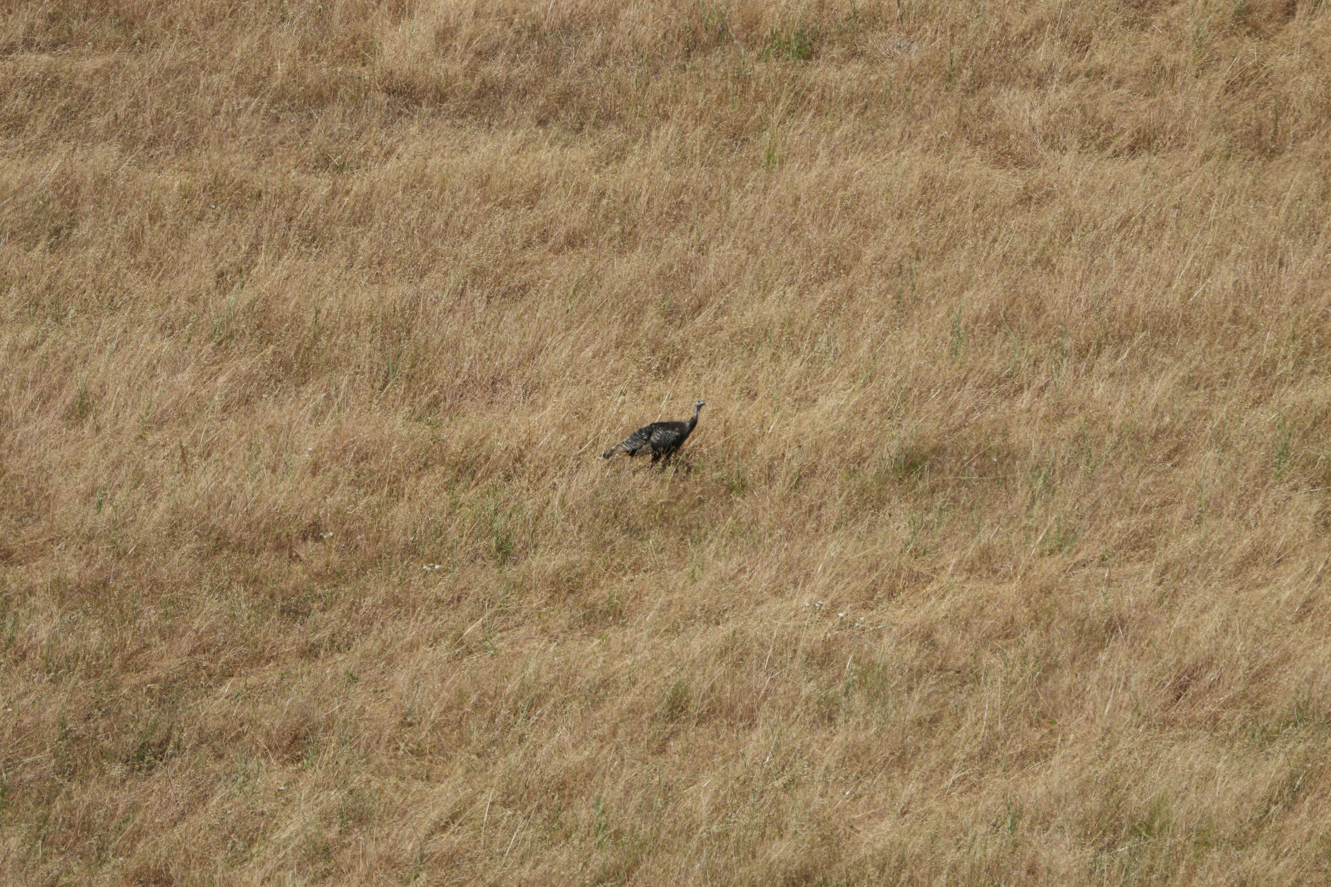 Carquinez Strait Regional Shoreline