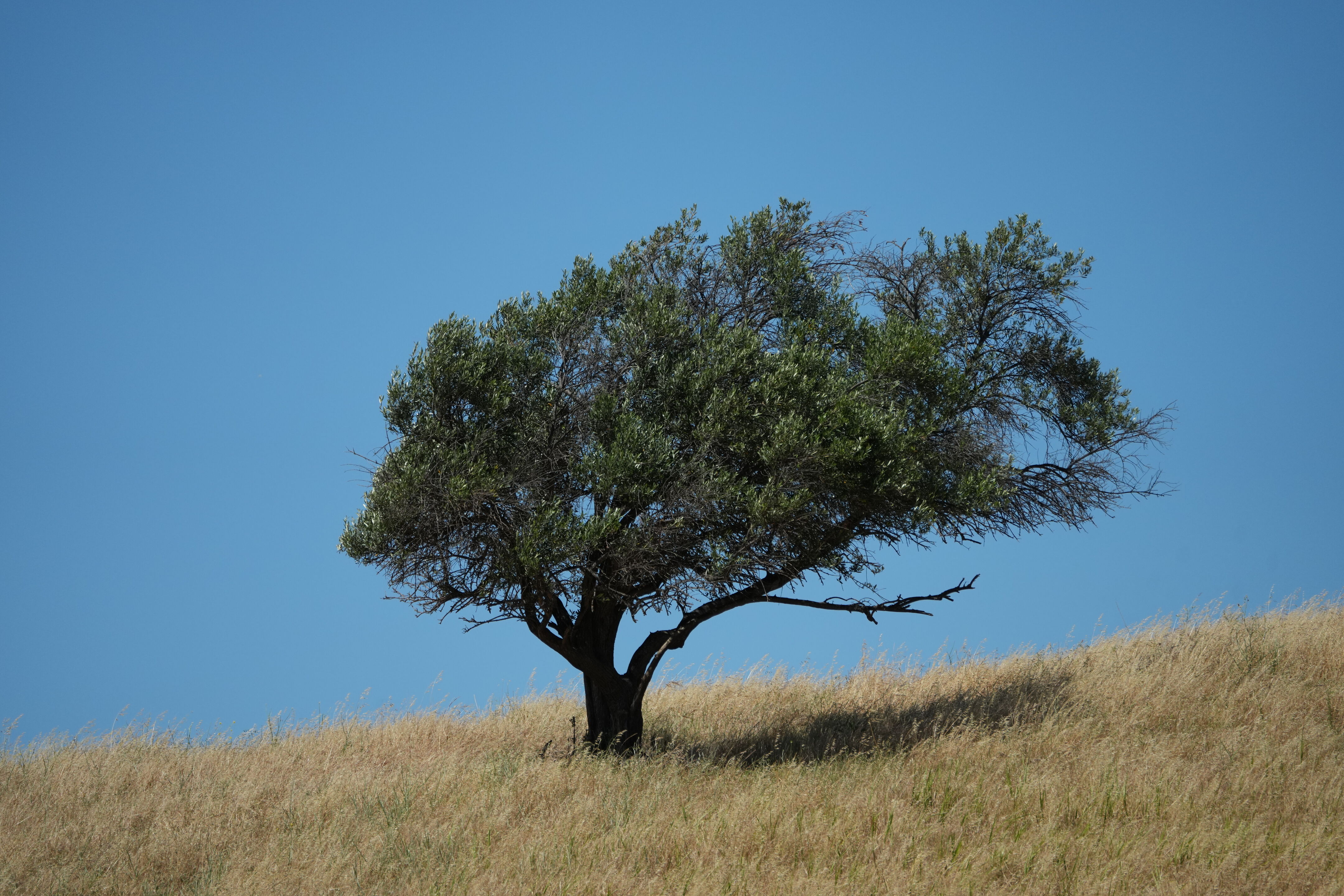 Carquinez Strait Regional Shoreline