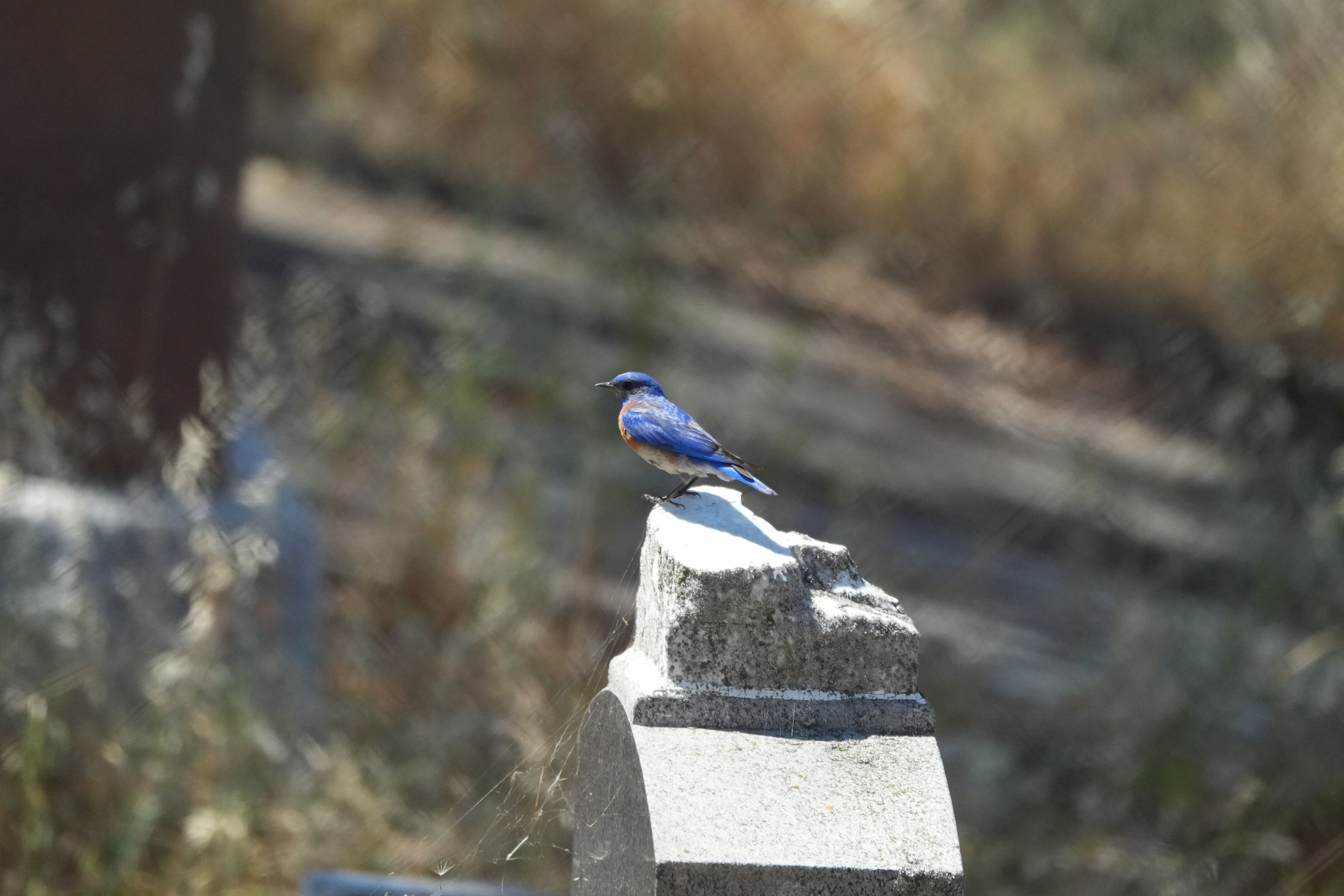 Carquinez Strait Regional Shoreline