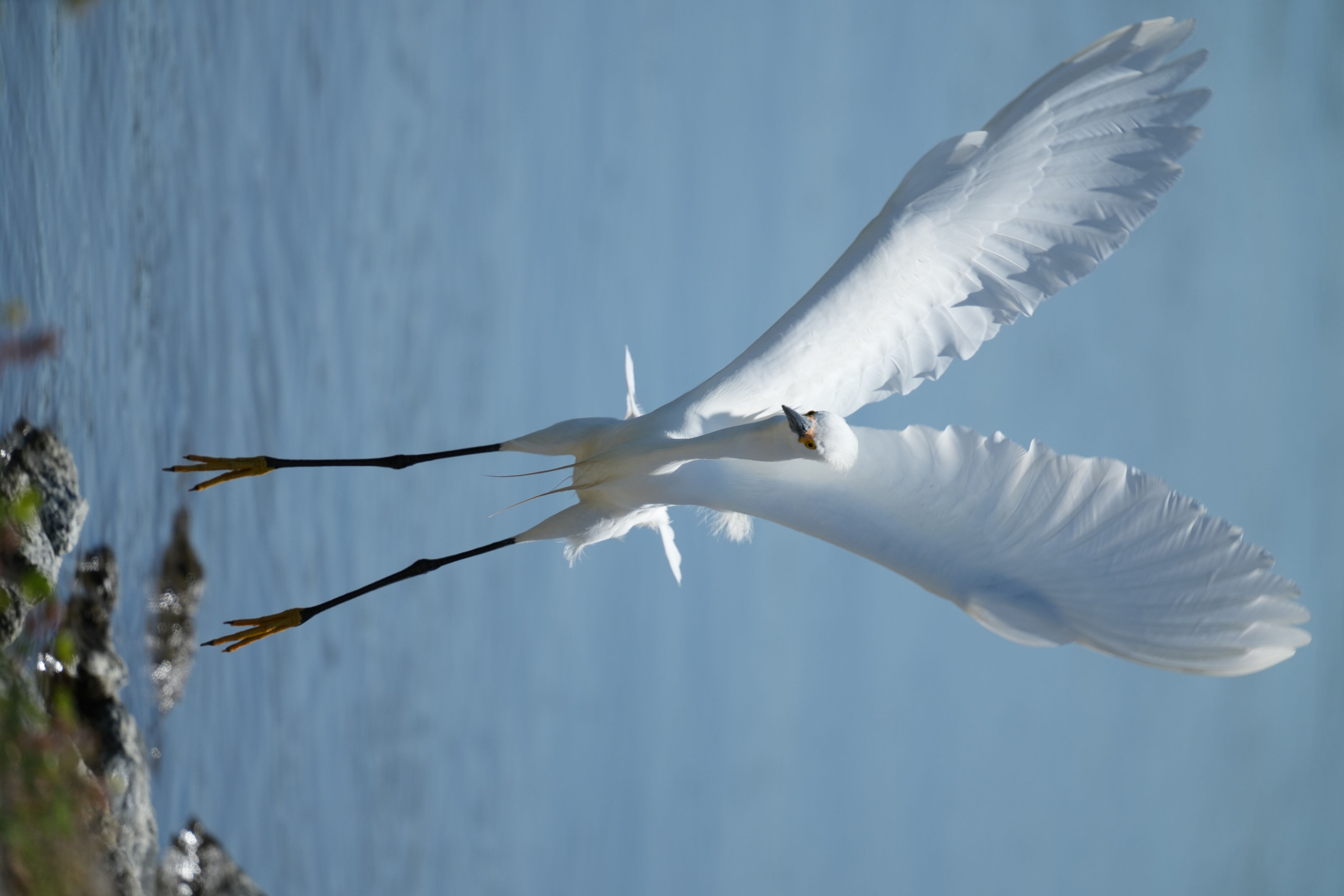 Snowy Egret