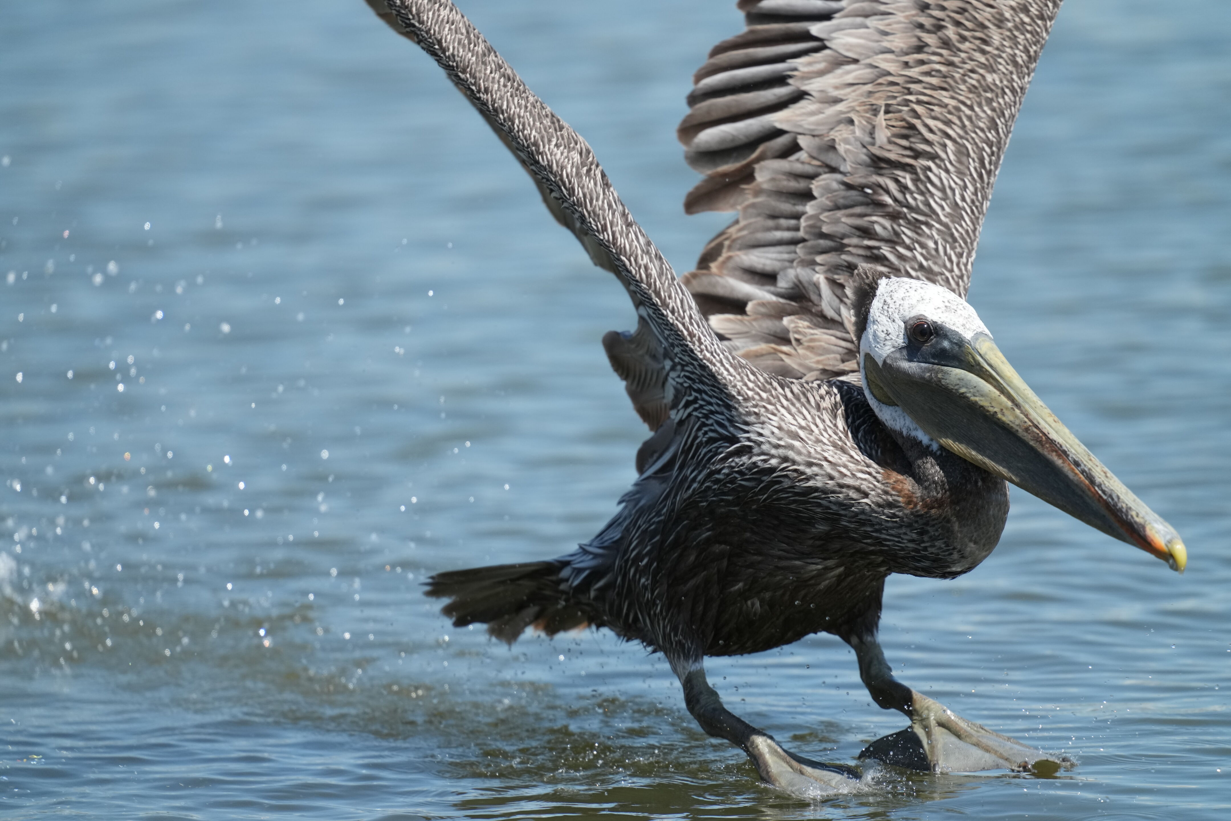 Brown Pelican