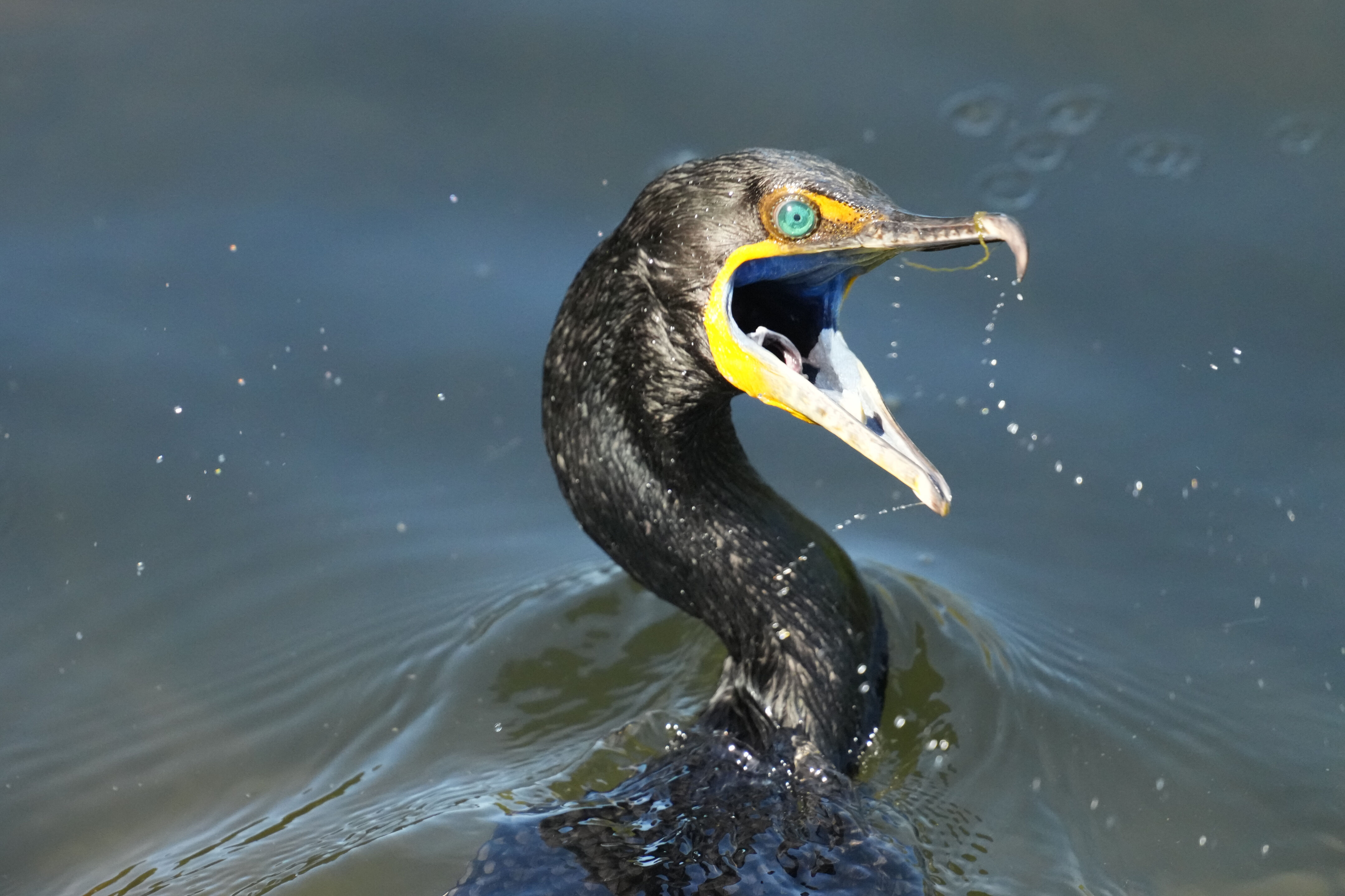 Double-Crested Cormorant