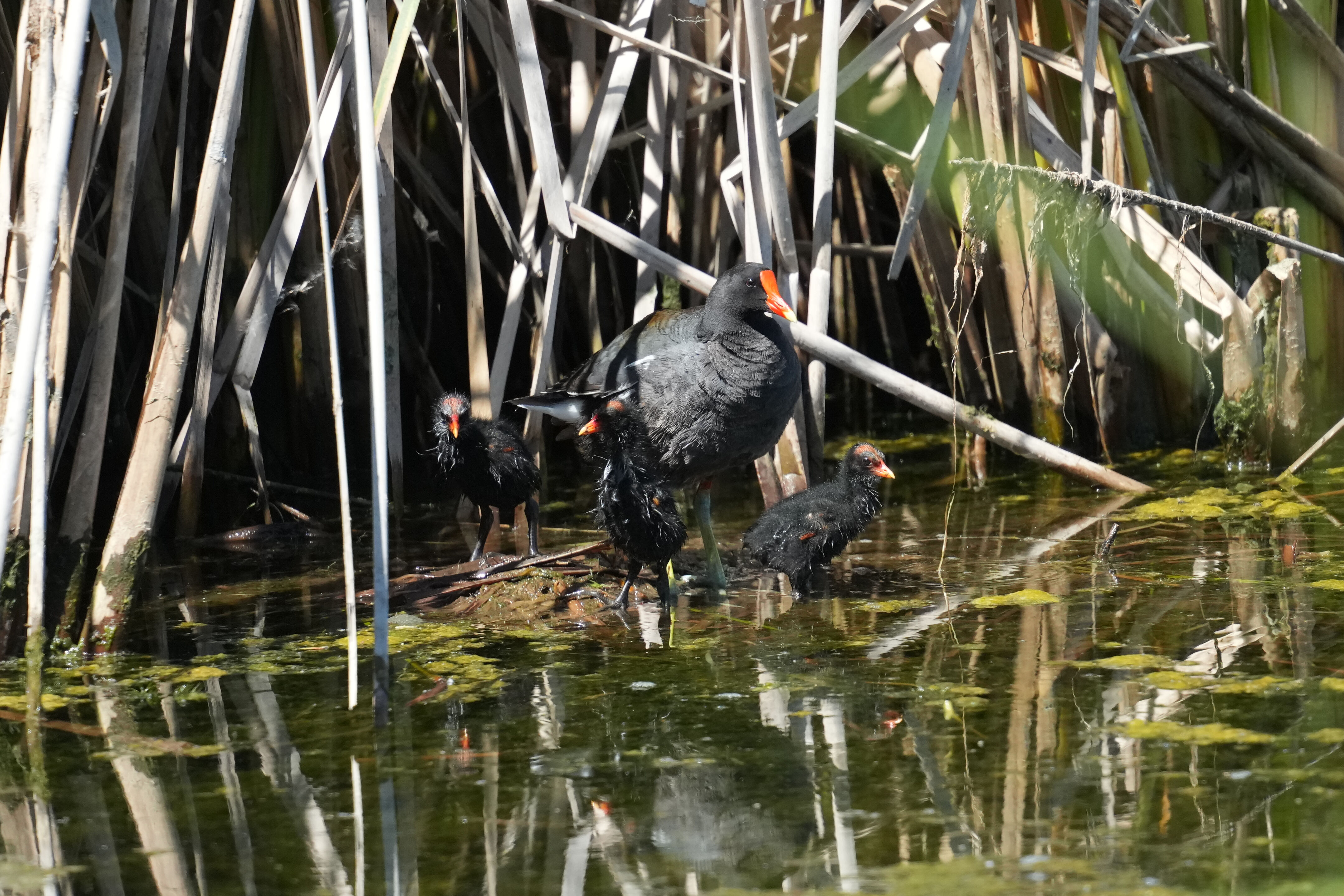The Common Gallinules Family
