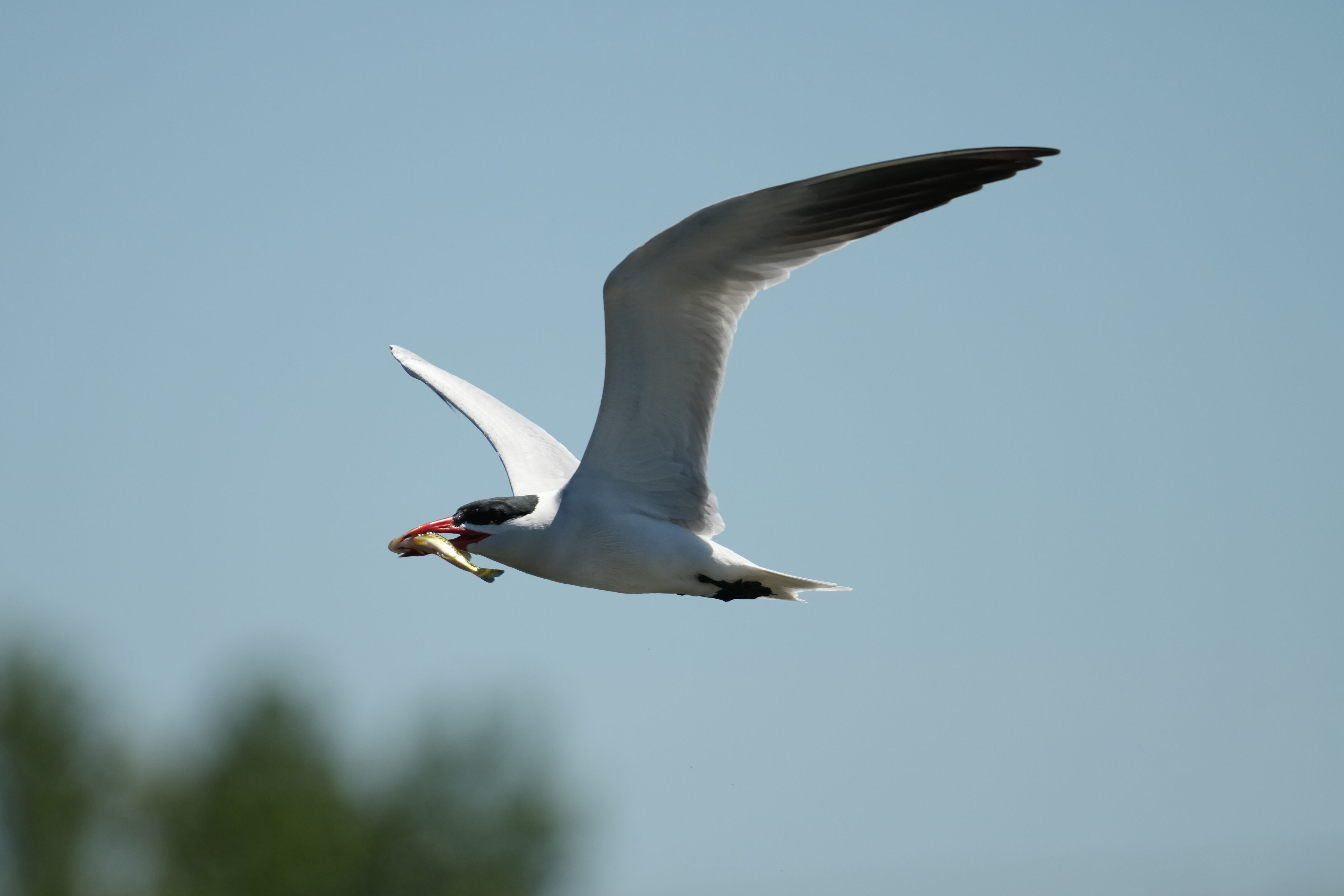 Pacific Commons Linear Park