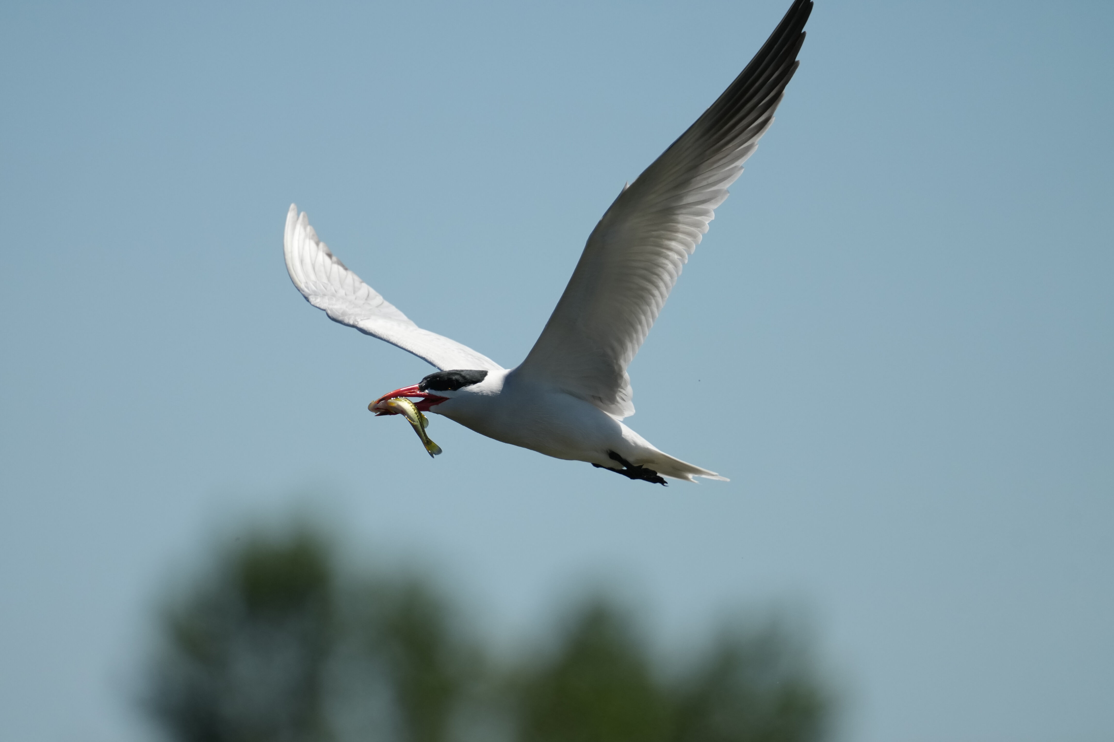 Caspian Tern Caught a Fish