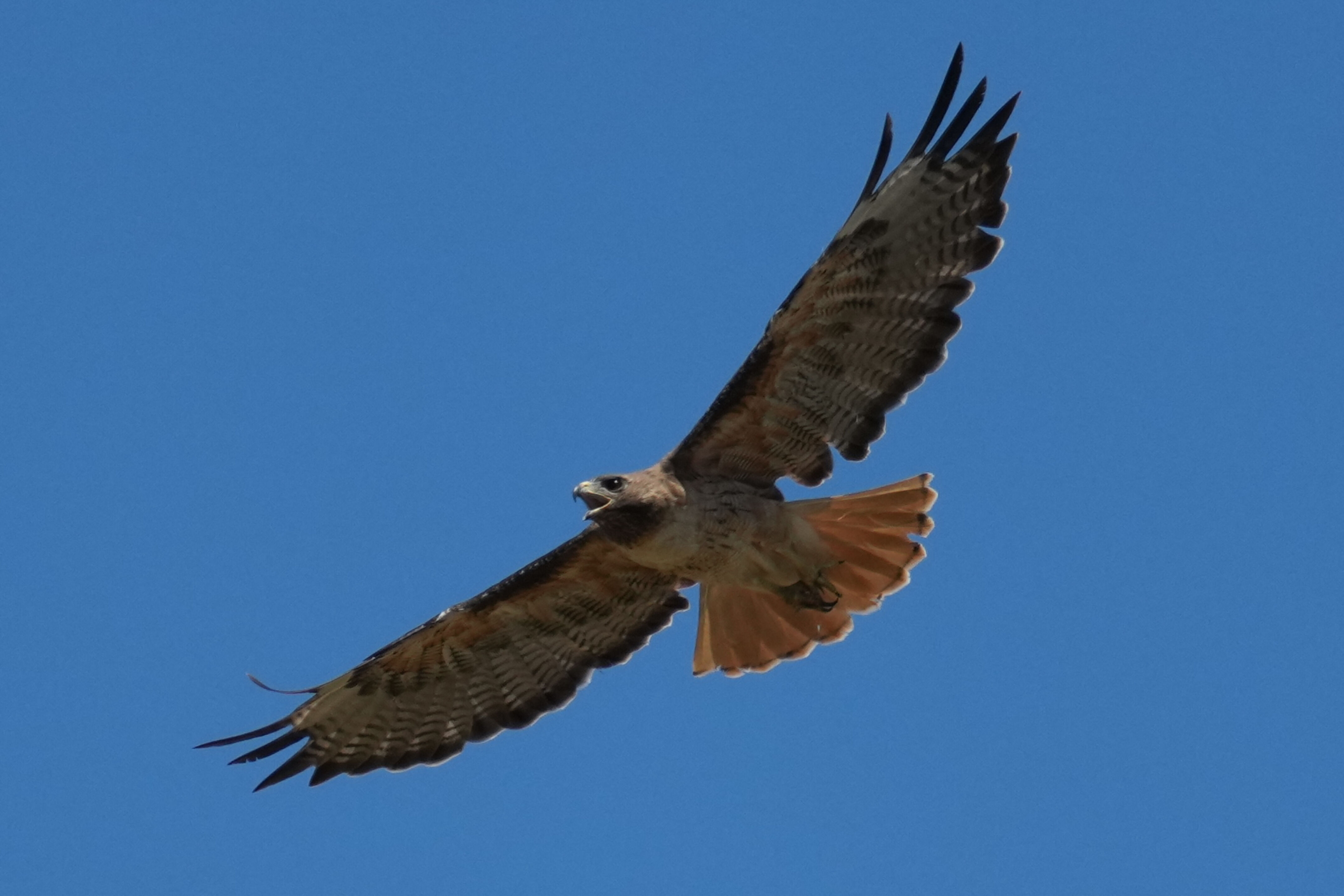 Red-Tailed Hawk