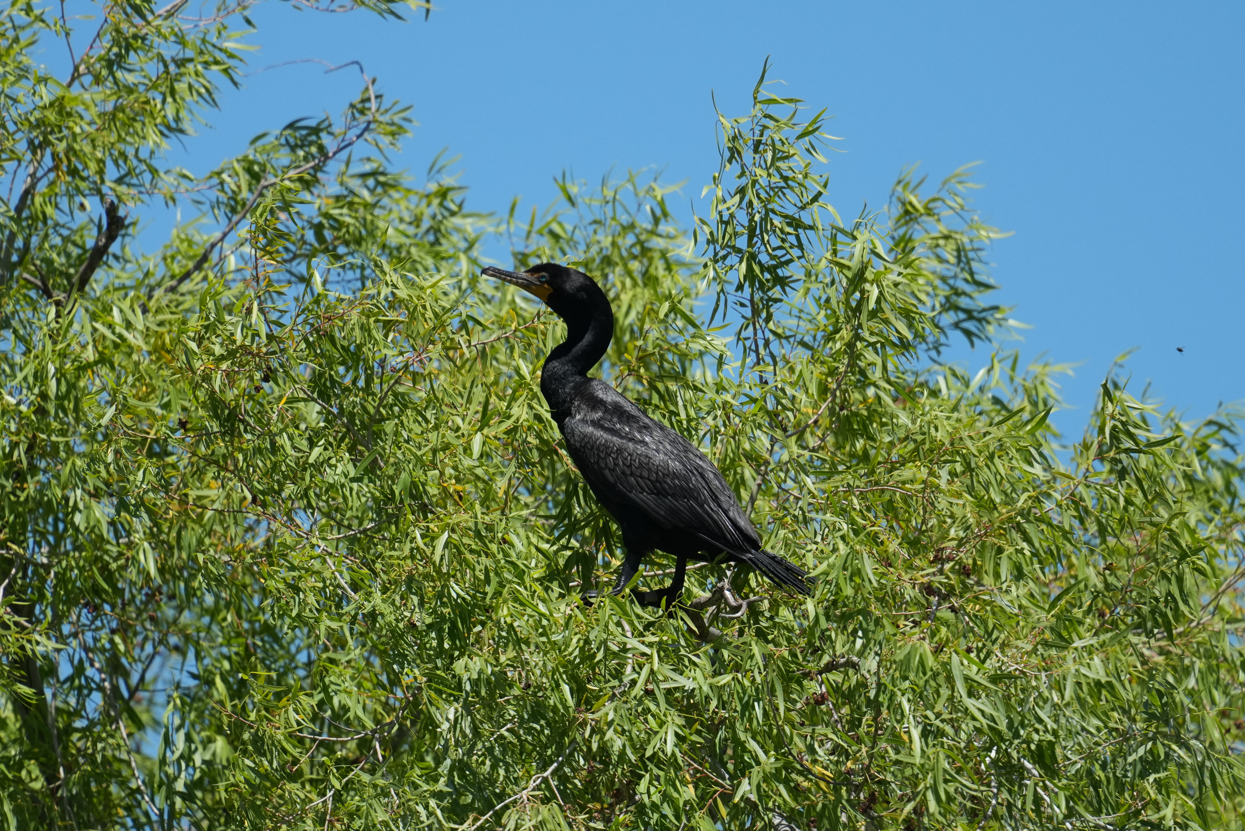 Pacific Commons Linear Park