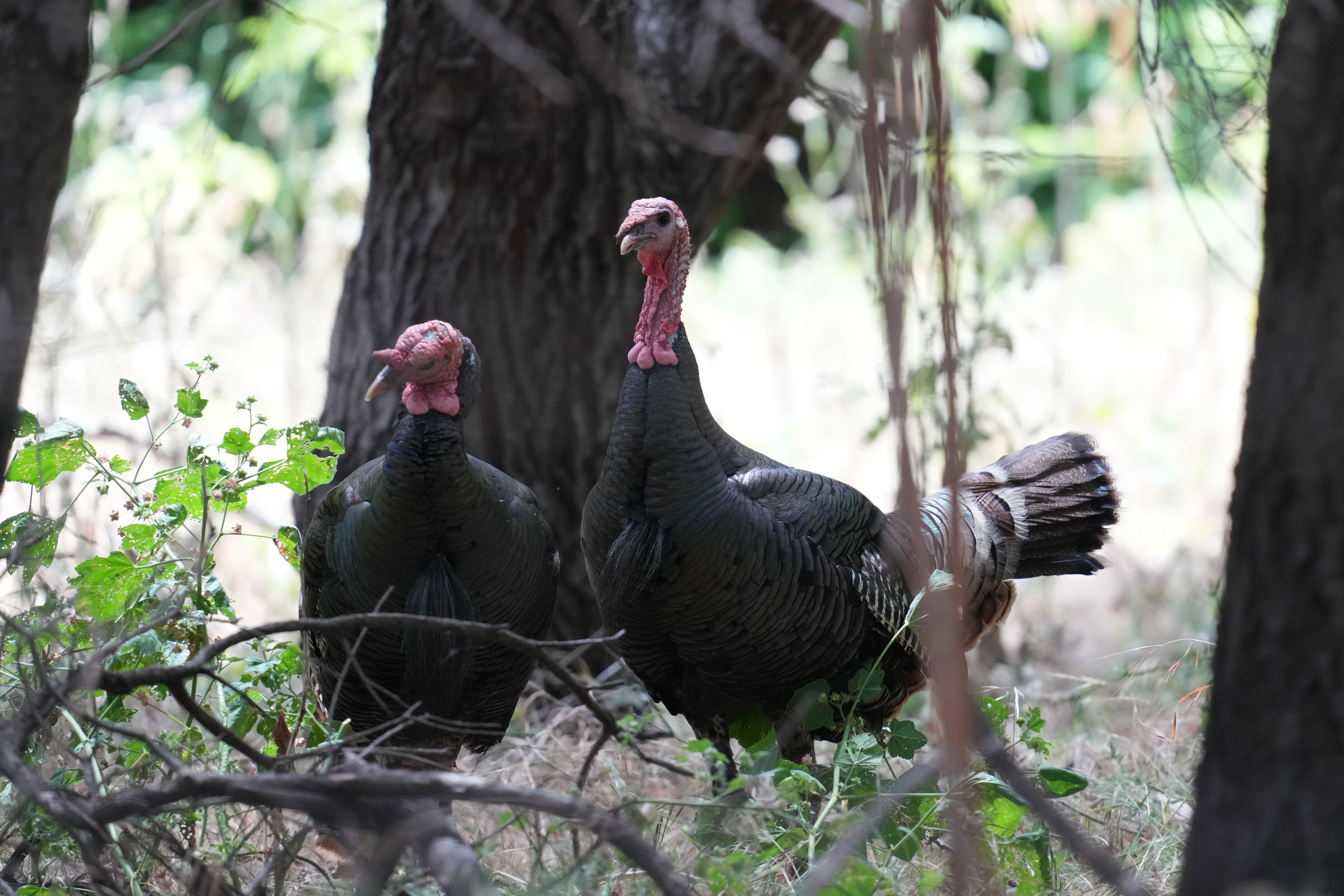Ardenwood Historic Farm