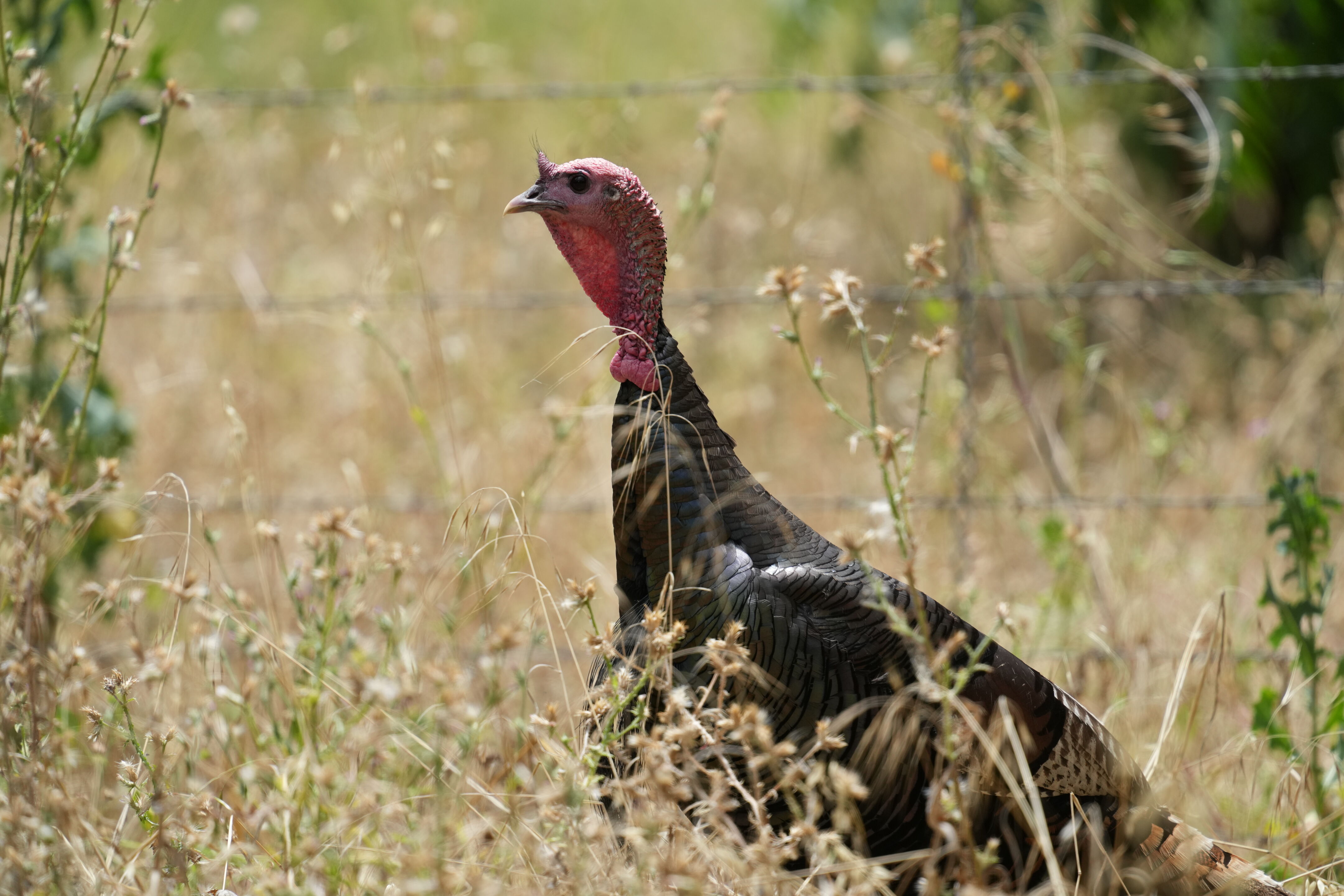 Ardenwood Historic Farm