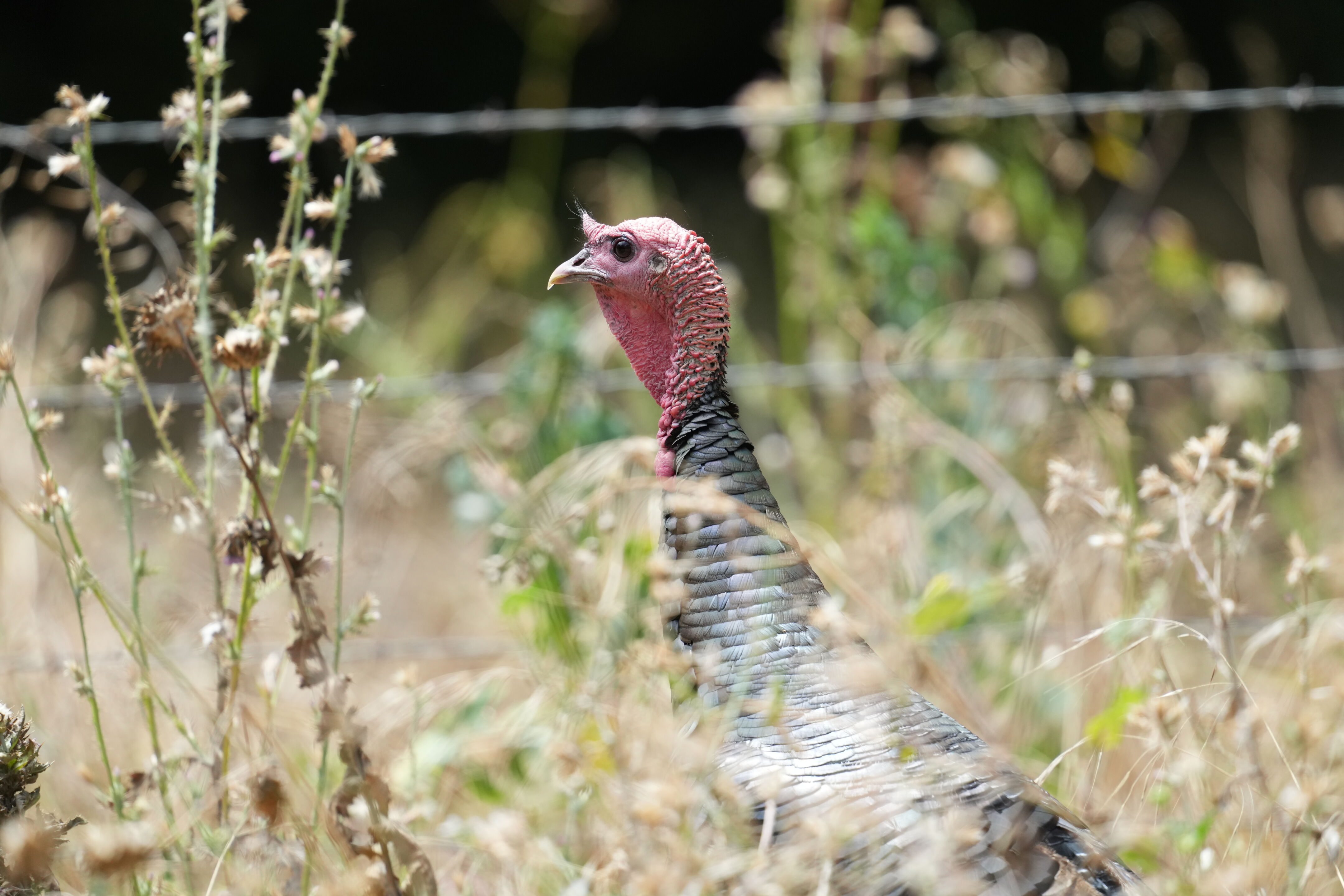 Ardenwood Historic Farm